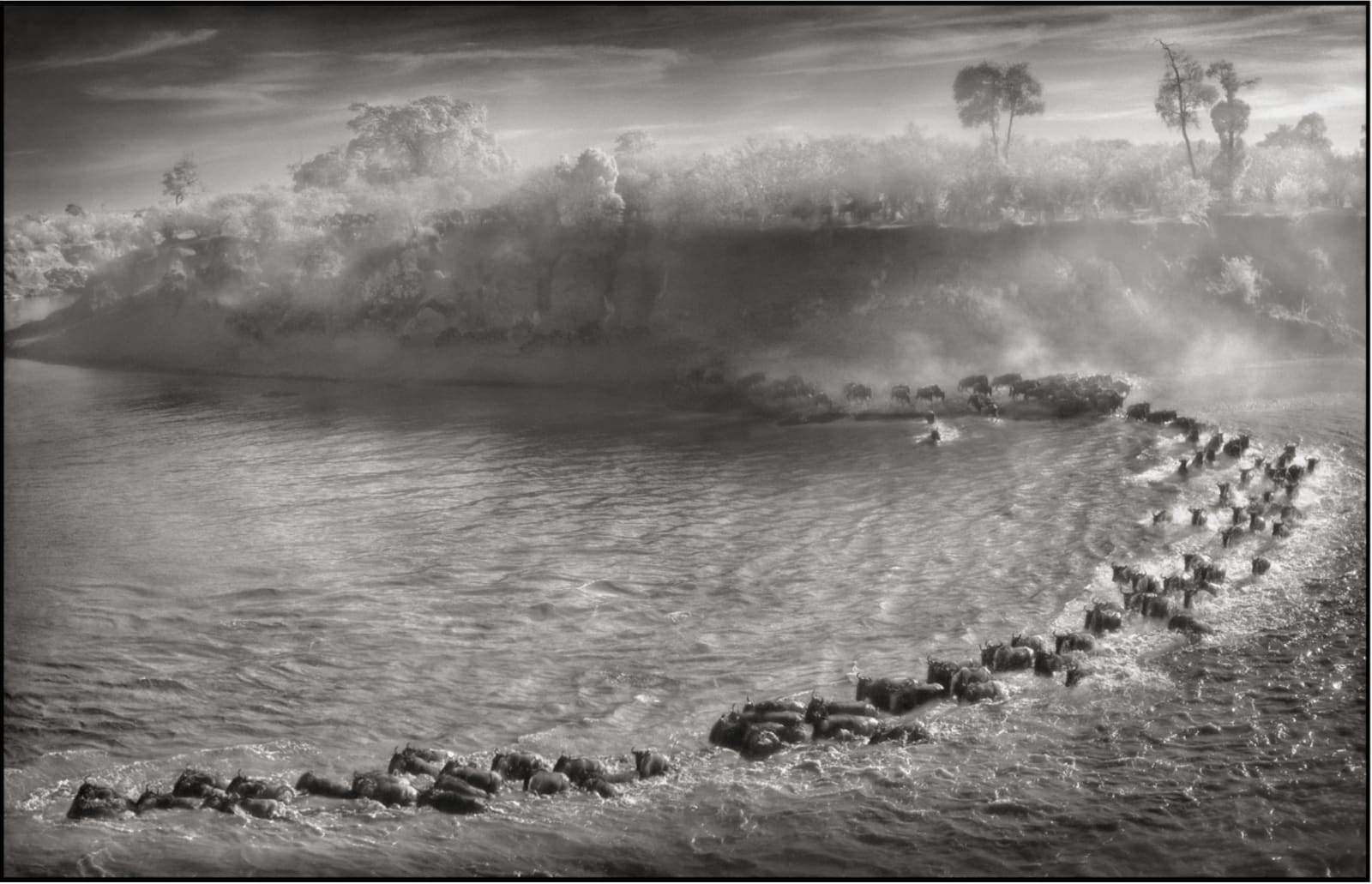 Nick Brandt, Bivoli v loku, Masai Mara / Wildbeest Arc, Maasai Mara, 2006