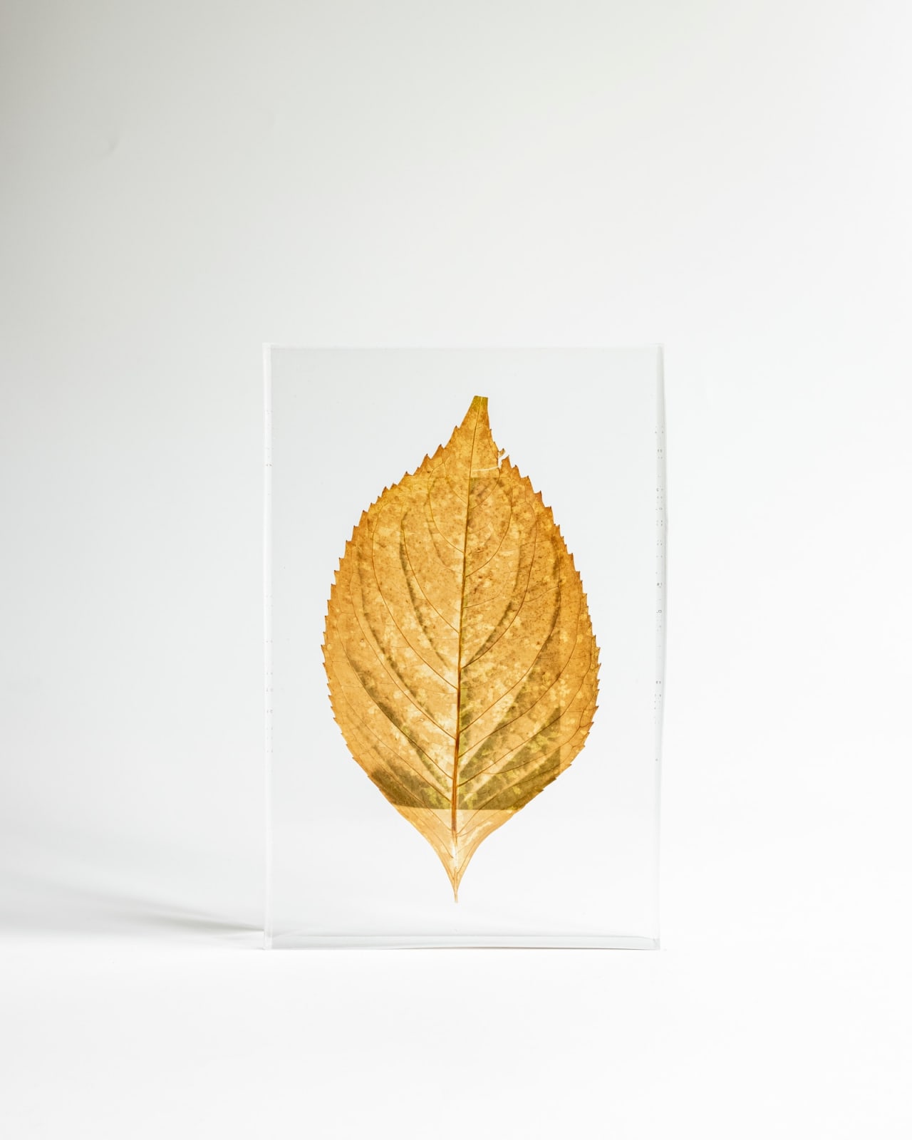 Tilyen Mucik, List hortenzije na hortenziji / Hydrangea leaf on Hydrangea, 2024