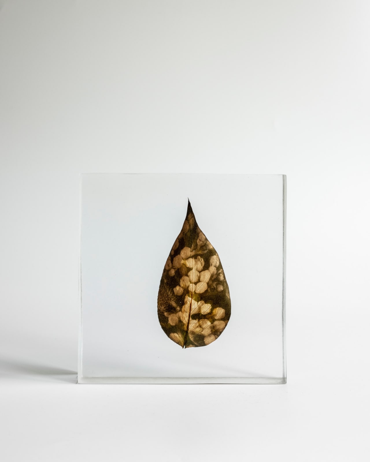 Tilyen Mucik, Hermelika na epipremnumu / Sedum on Epipremnum, 2024
