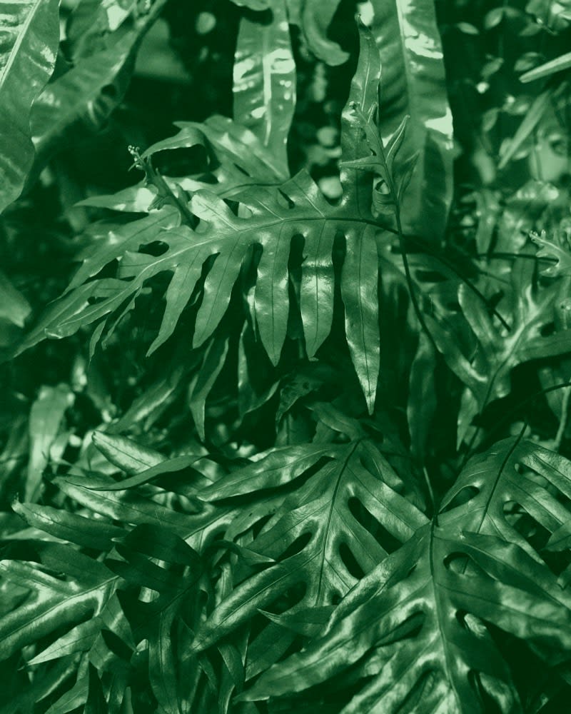 Tilyen Mucik, Klorofil 6 / Chlorophyll 6, 2023