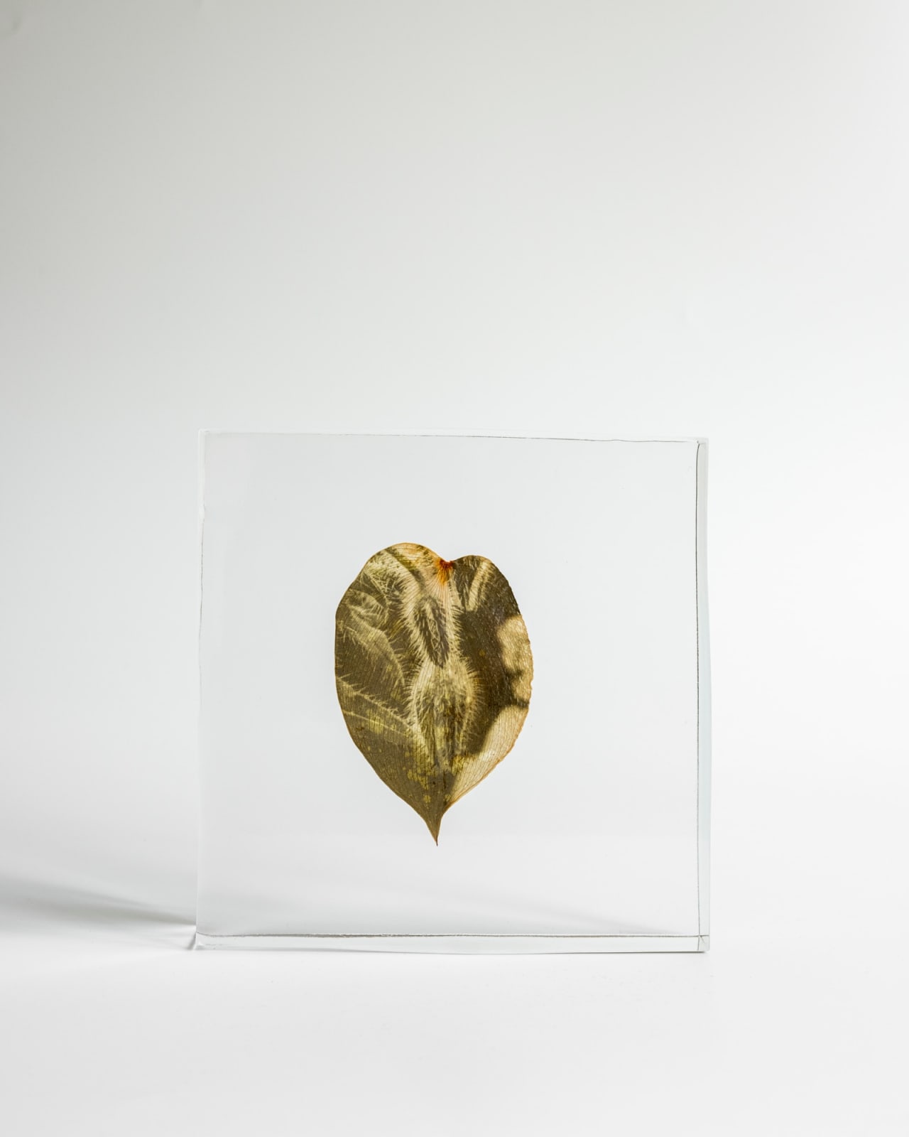 Tilyen Mucik, Boraga na monsteri / Borago on Monstera, 2024