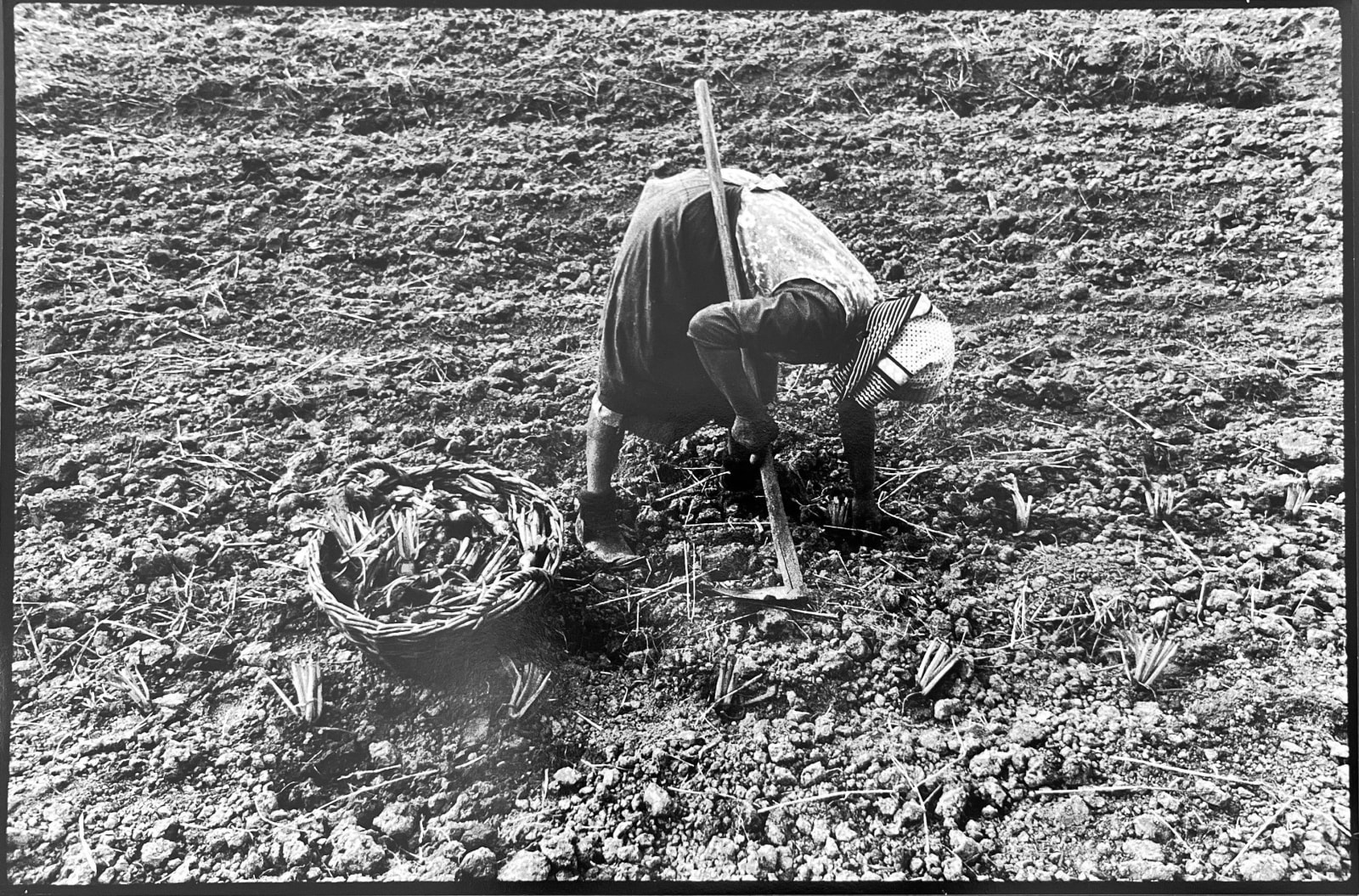 Stojan Kerbler, Sajenje / Planting, 1978