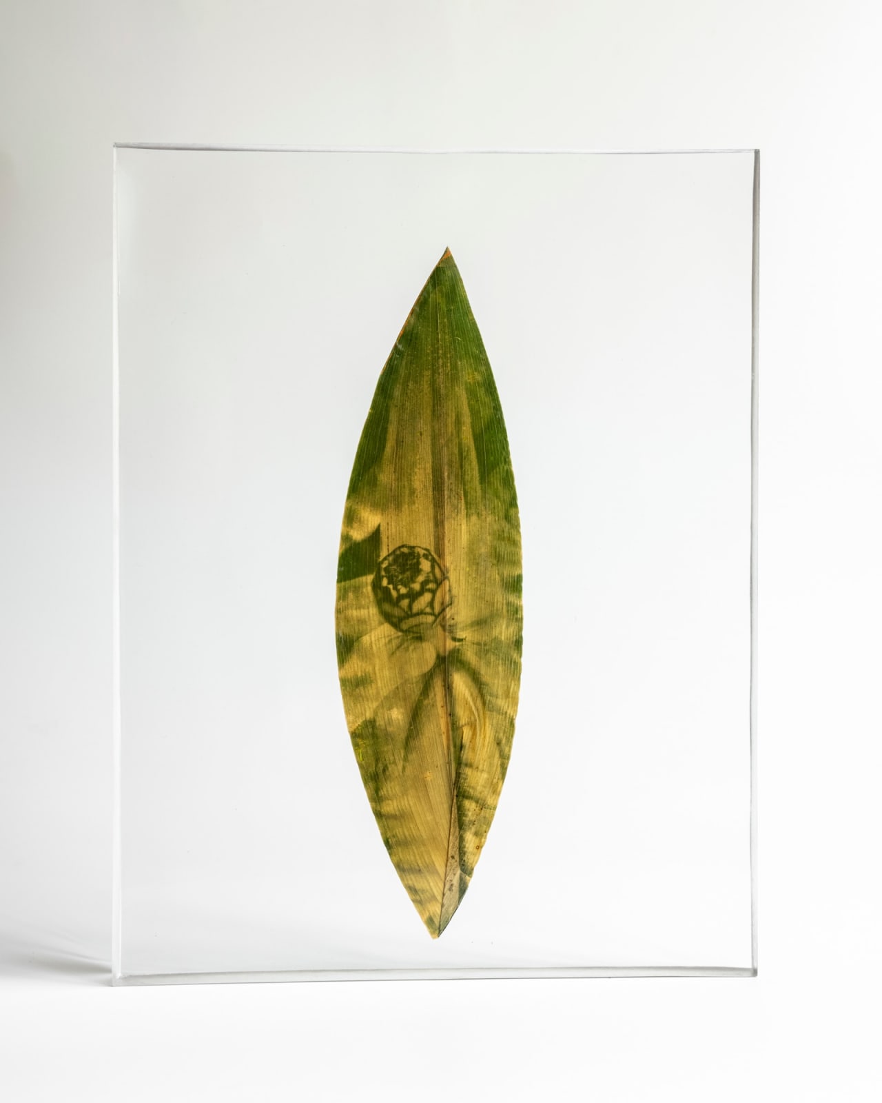 Tilyen Mucik, Cinija na ščitovki / Zinnia on Aspidistra, 2024