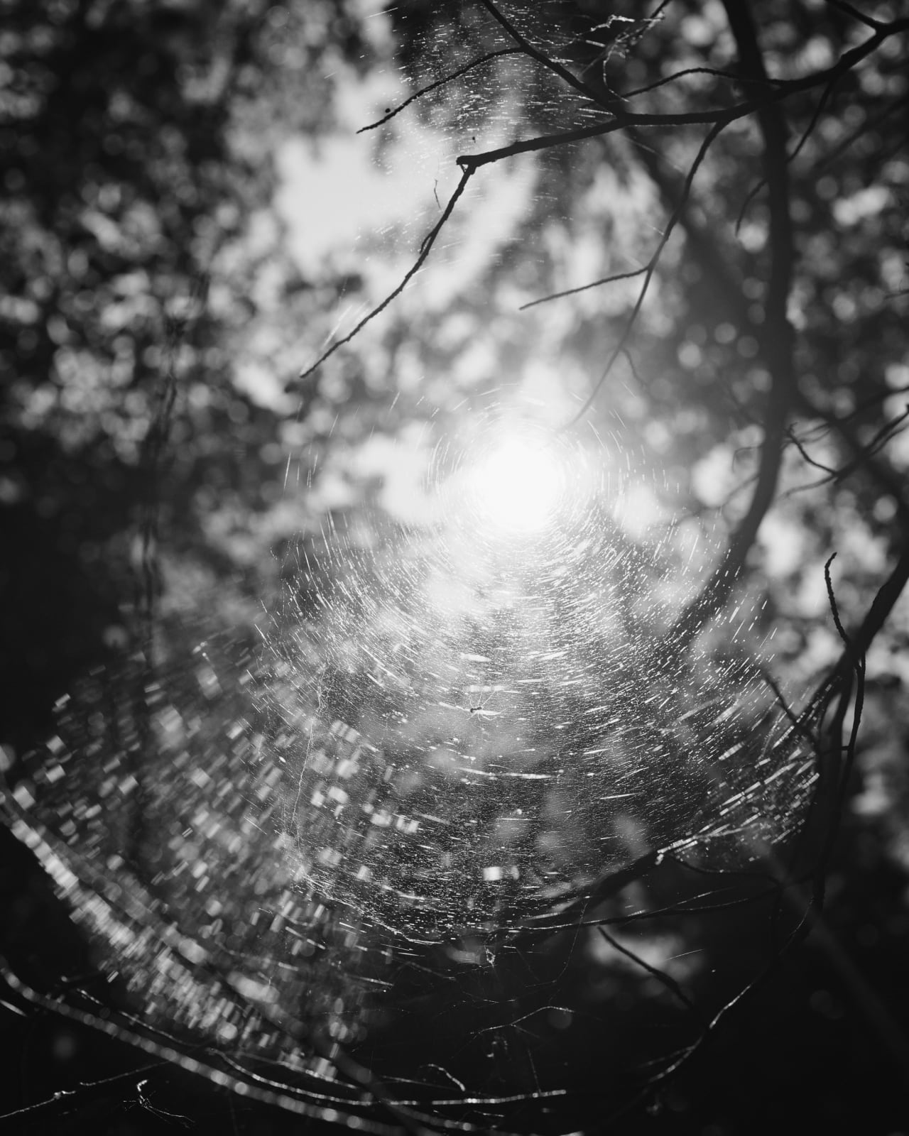 Ana Zibelnik, Spider web, 2021