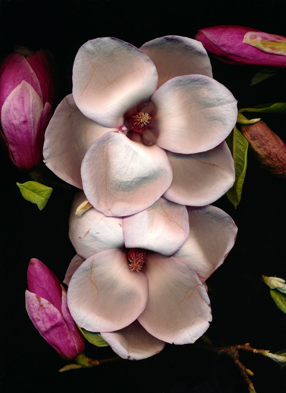 Tilyen Mucik, Magnolija 3 / Magnolia 3, 2020