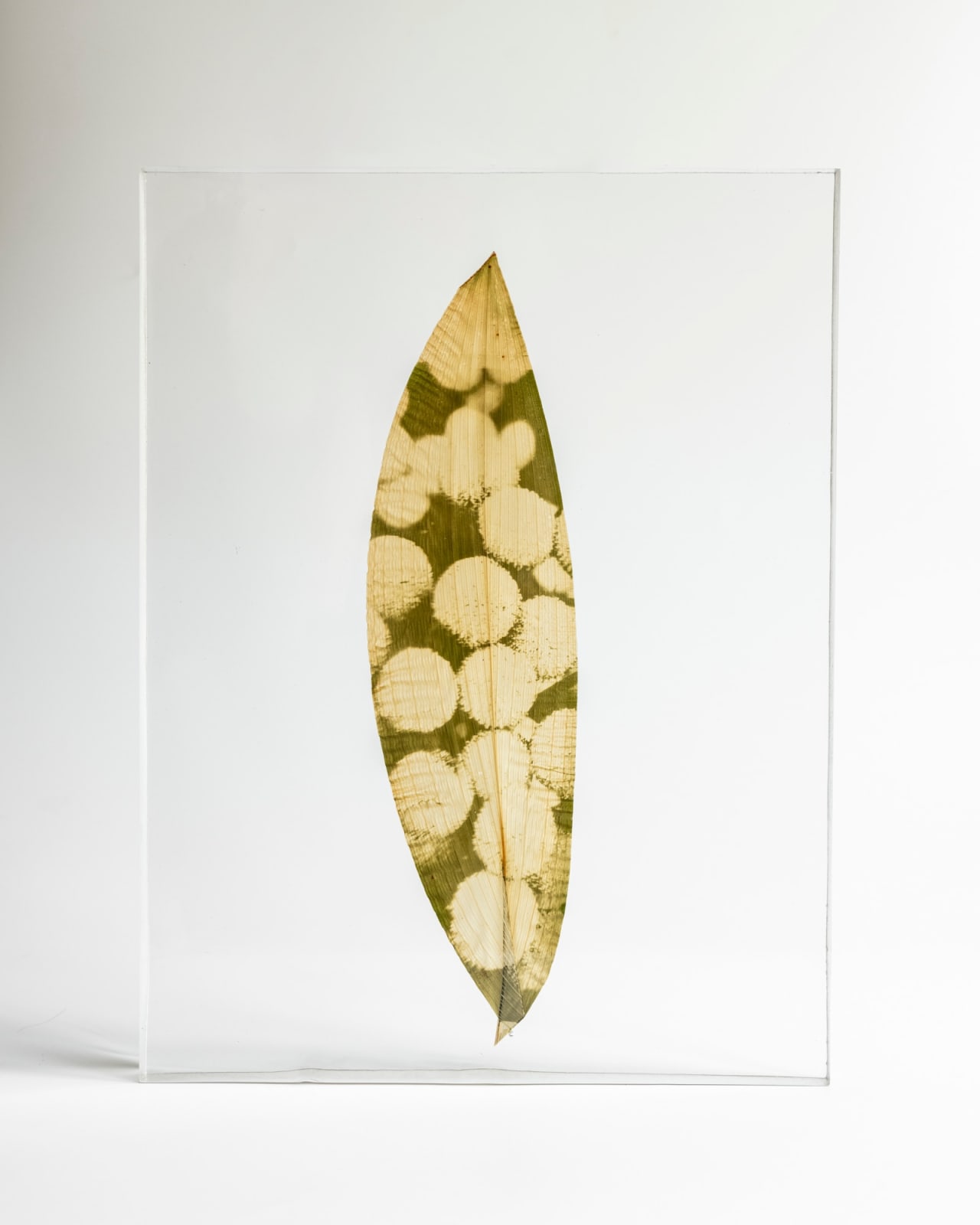 Tilyen Mucik, Navadni vratič na ščitovki / Tanacetum on Aspidistra, 2024