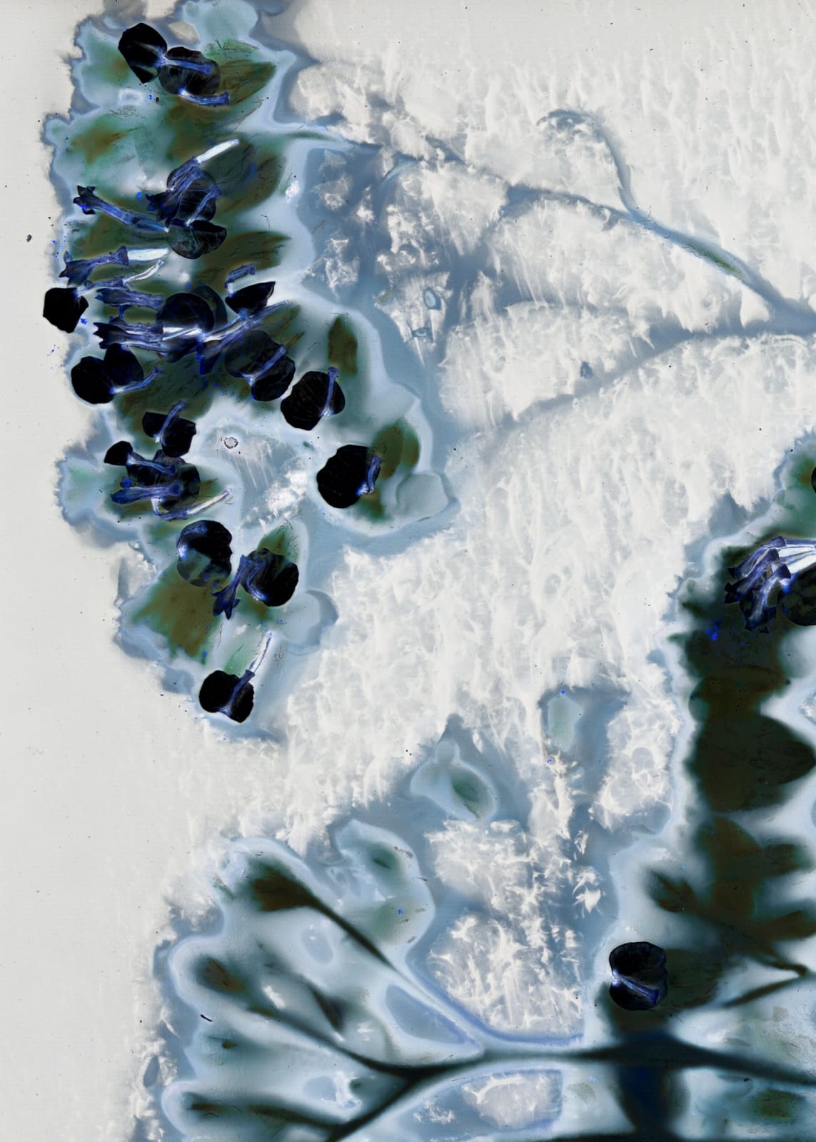 Tilyen Mucik, Detajl rmana / Yarrow Detail, 2023