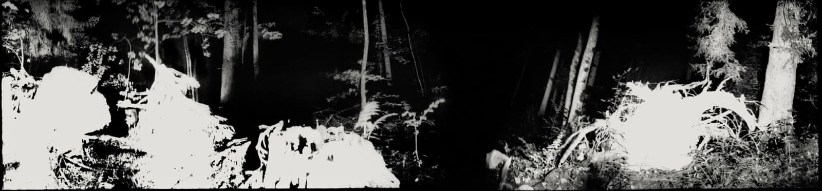 Andrej Lamut, Zajec / Rabbit, 2014