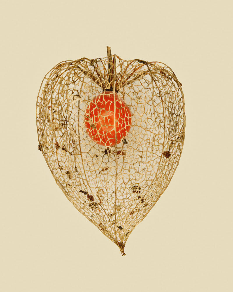 Tilyen Mucik, Physalis alkekengi 3, 2025