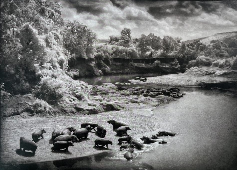 Nick Brandt, Nosorogi na reki Mara, Masai Mara / Rhinos on the Mara river, Masai Mara, 2002