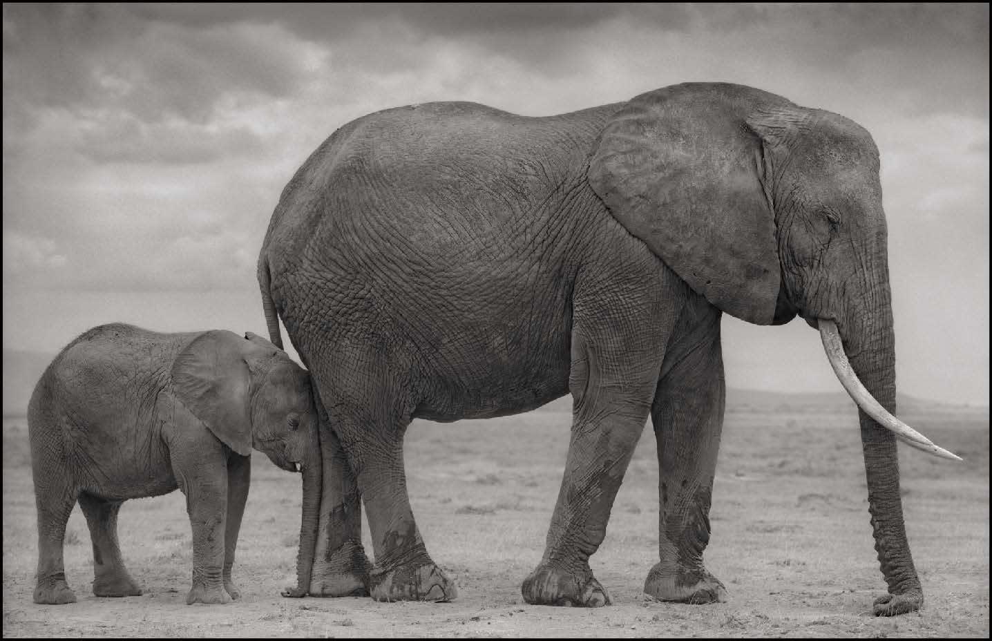 Nick Brandt, Slonica z mladičem / Elephant Mother and Baby at Leg, Amboseli, 2012