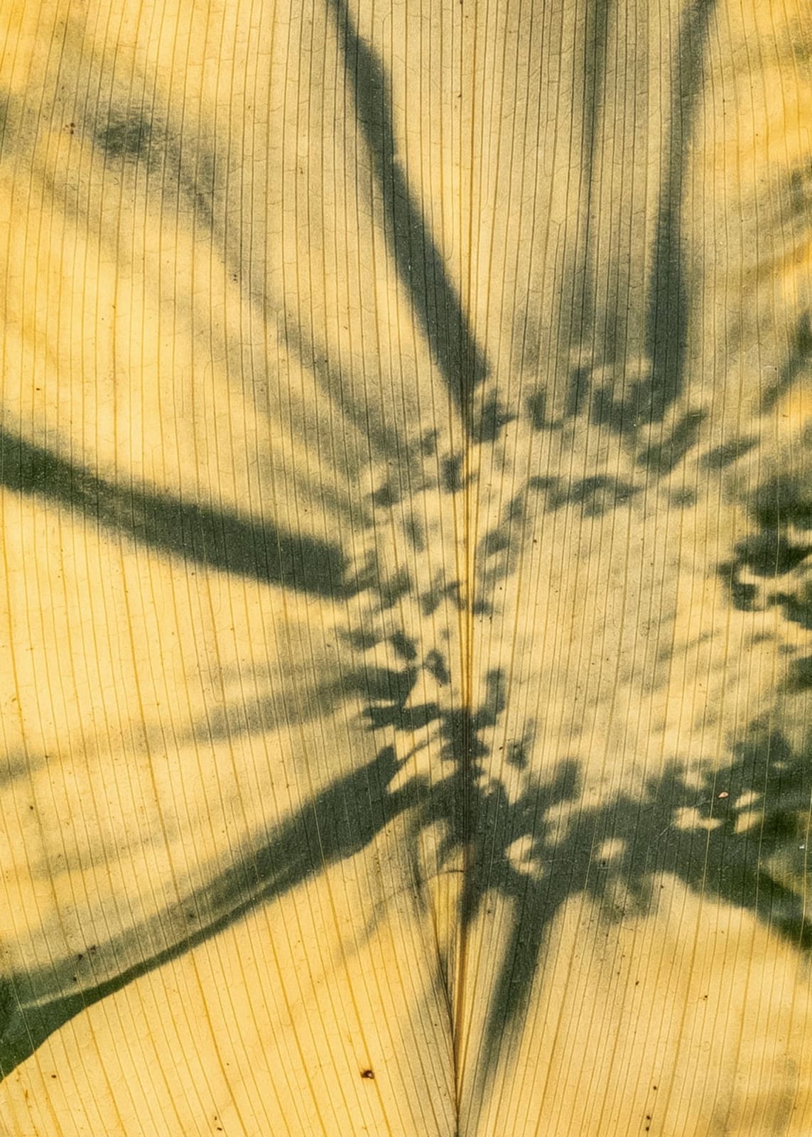 Tilyen Mucik, Kozmeja na ščitovki (detajl) / Cosmos on Aspidistra (detail), 2024