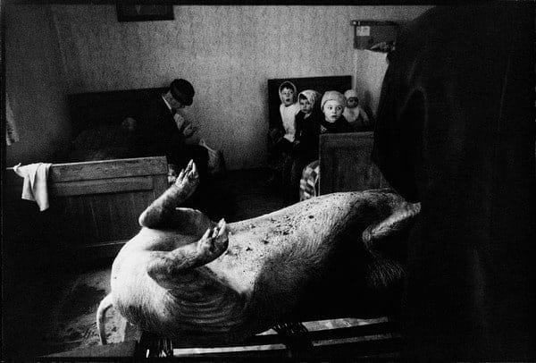 Stojan Kerbler, Koline / Pig Slaughter, 1977