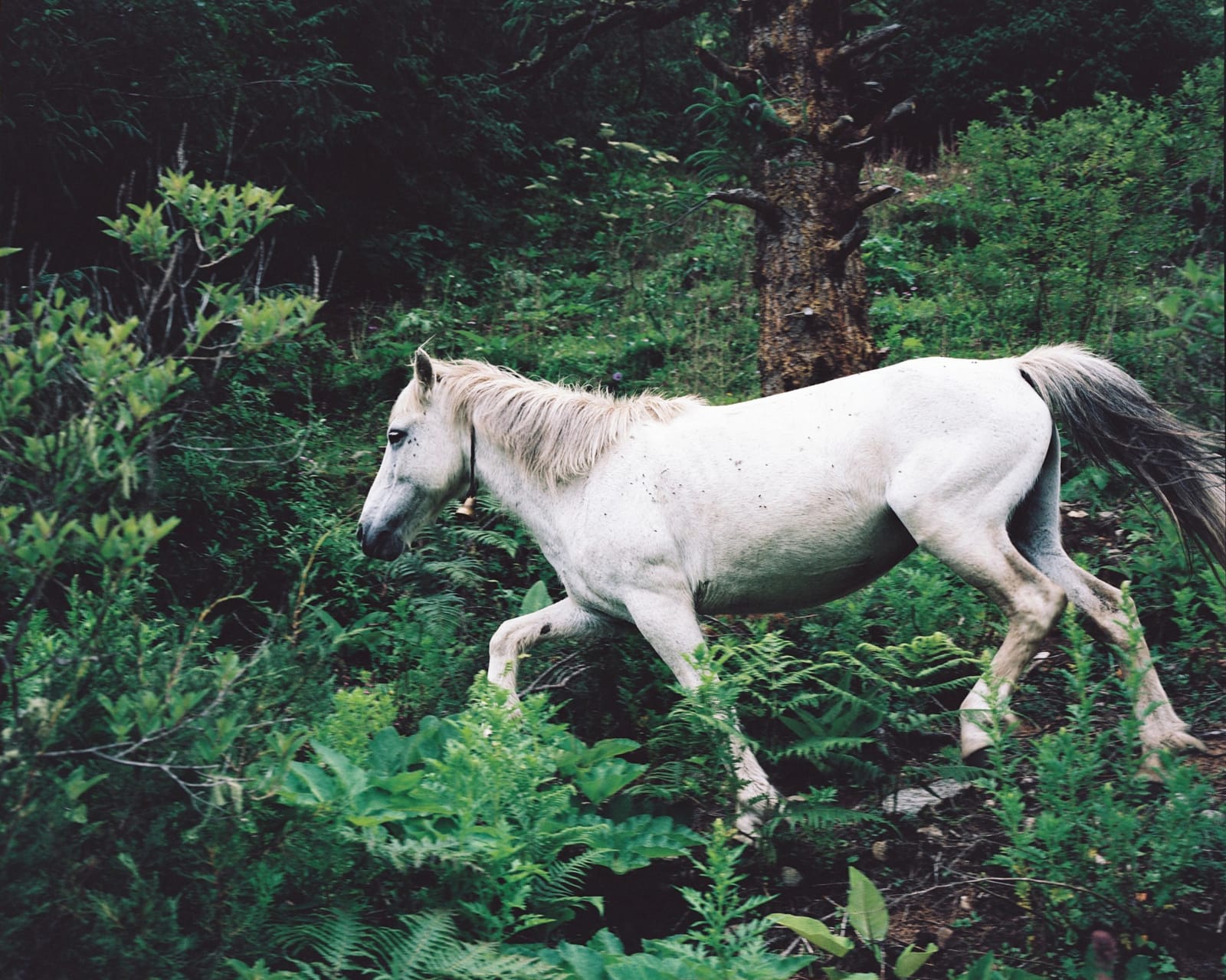 Ciril Jazbec, Butan #0003 / Bhutan #0003
