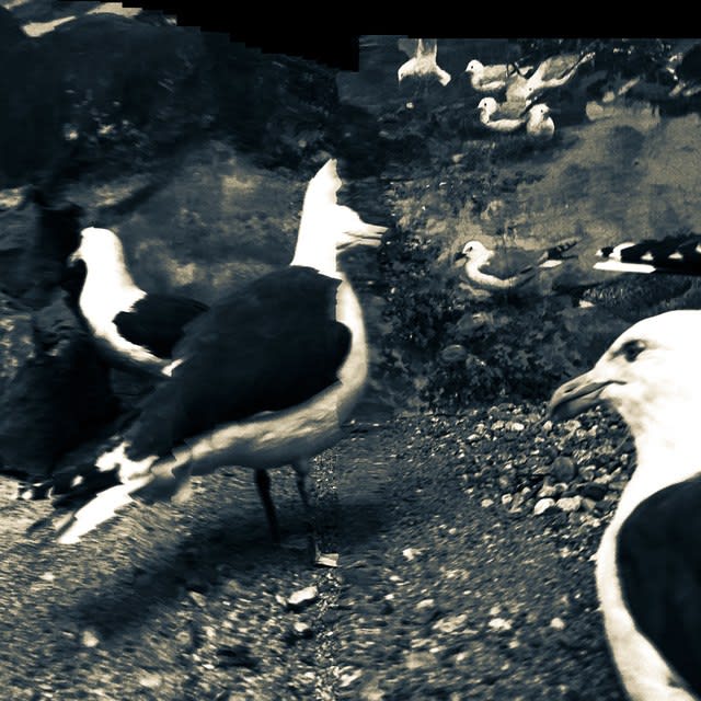 Serinyà, Noises from the Silent Land no 5904, 2017