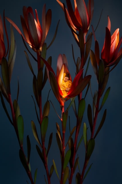 SONJA HESSLOW, Lights by Night II
