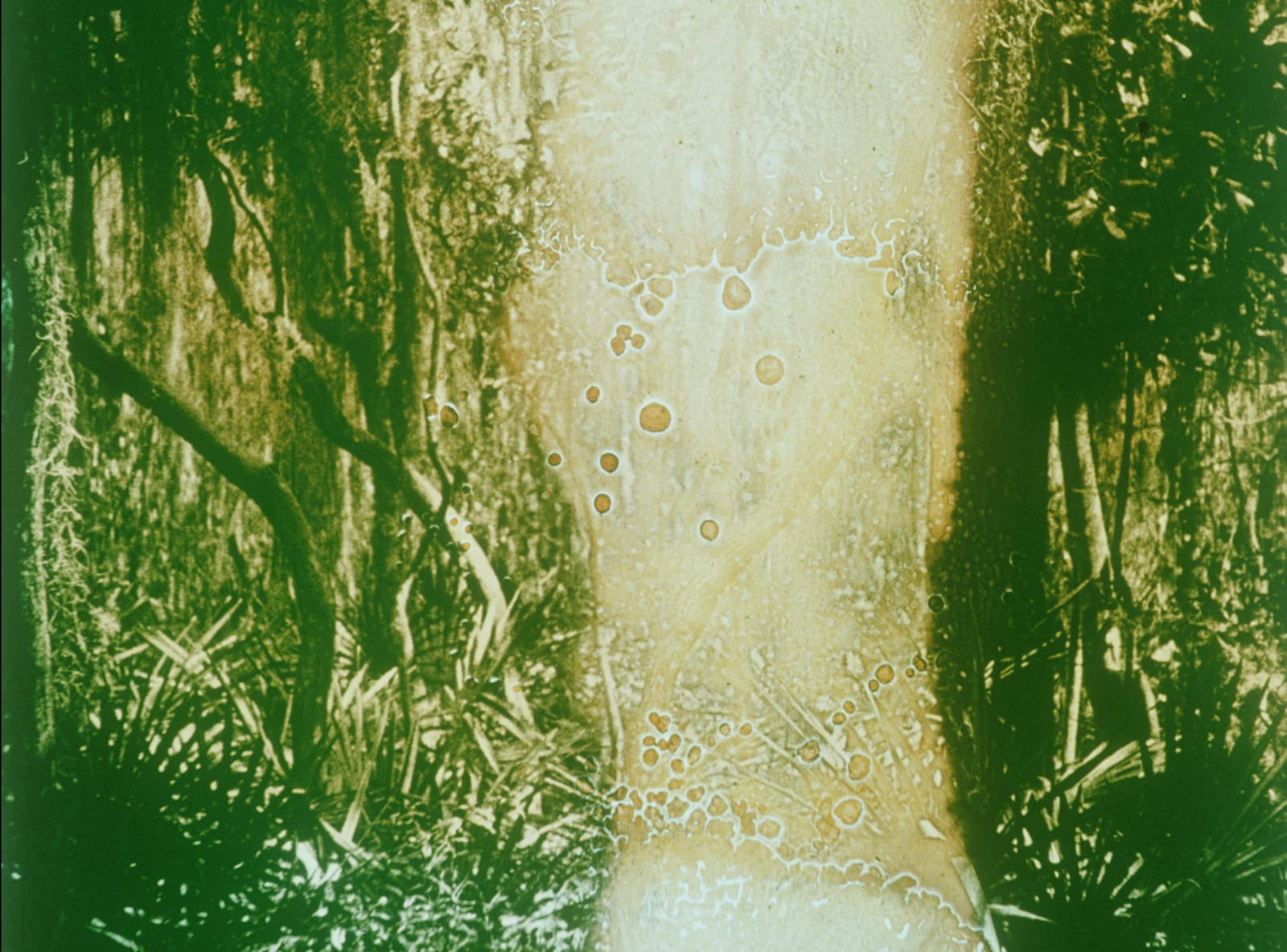 Martina Hoogland Ivanow, Film of Decay / Warfare on the Flesh, 1917