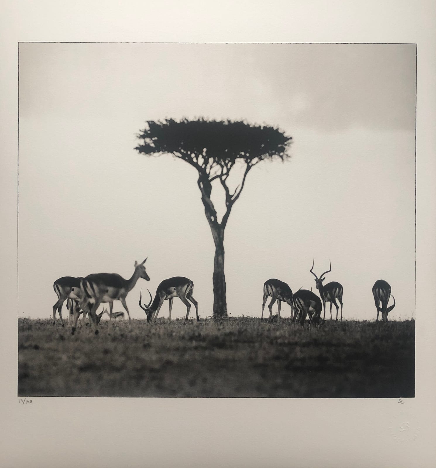 Sem Larsen, Savannah II