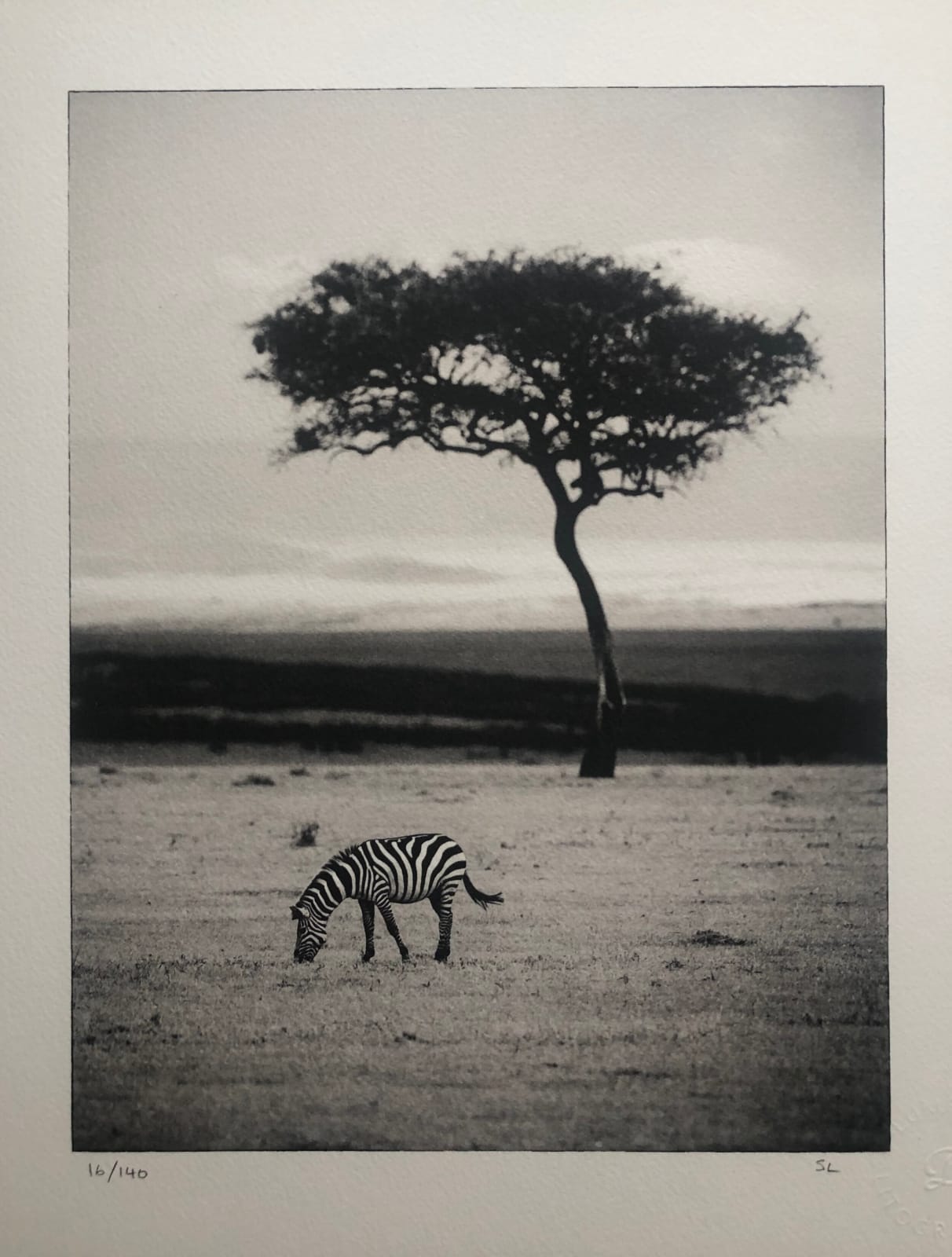 Sem Larsen, Savannah V