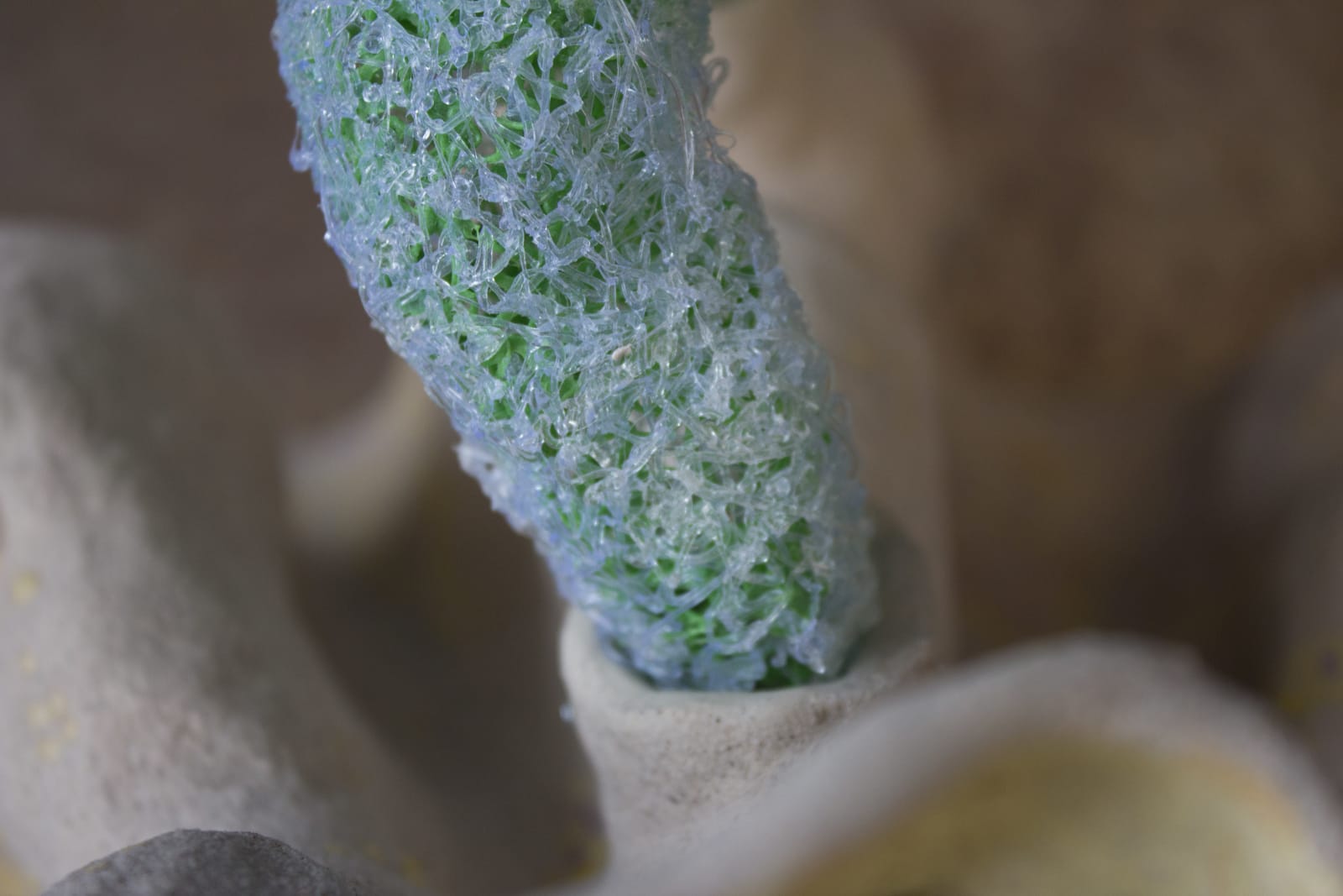 Margherita Pozzali, Organic Details, 2022