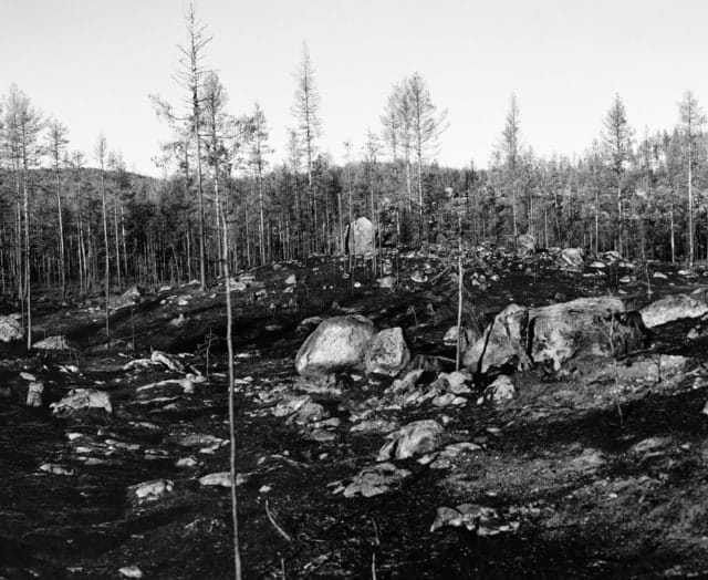 Inga Linn Härdelin, Träd Kan Falla Snabbt och Tyst (IV), 2020