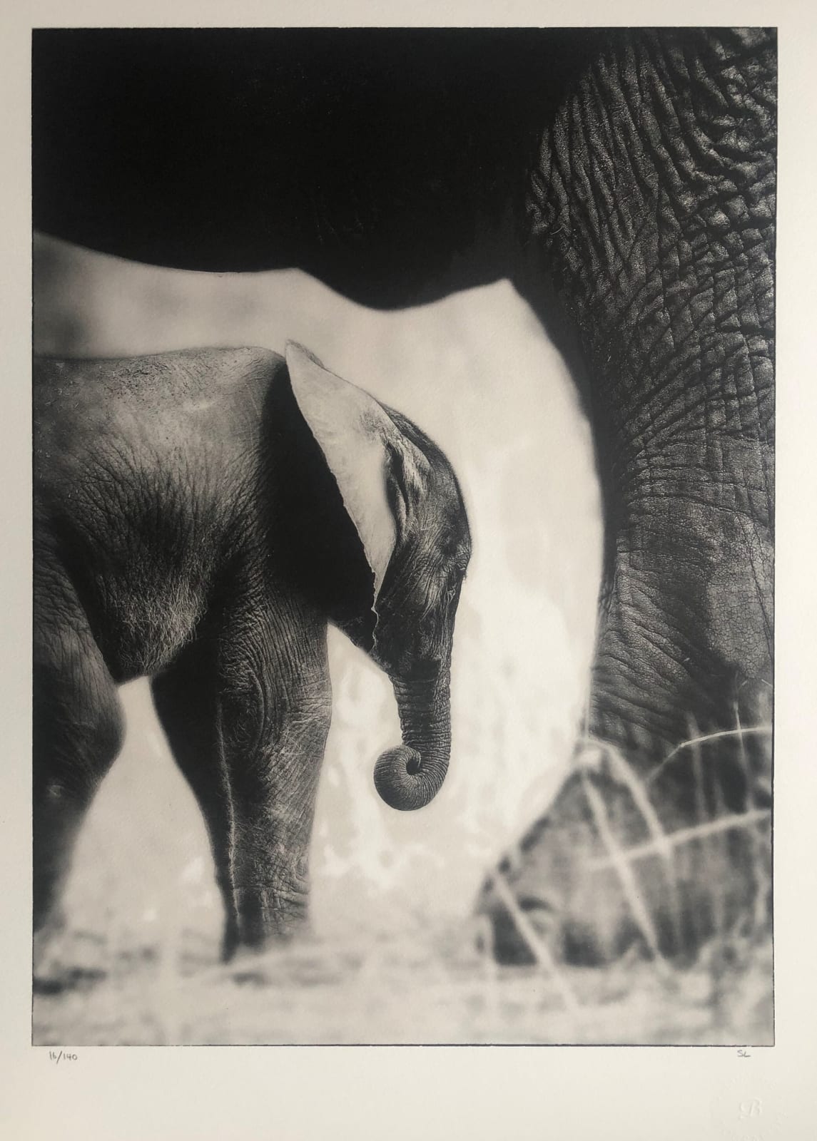 Sem Larsen, Savannah IV