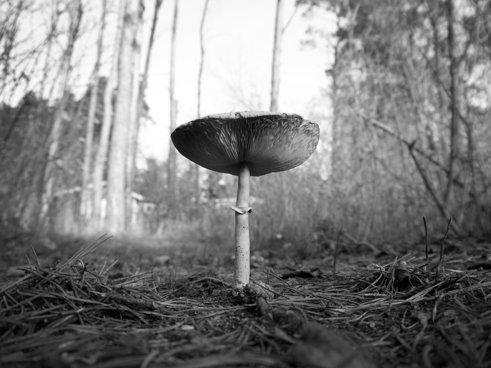 Paul Quant, Mushroom