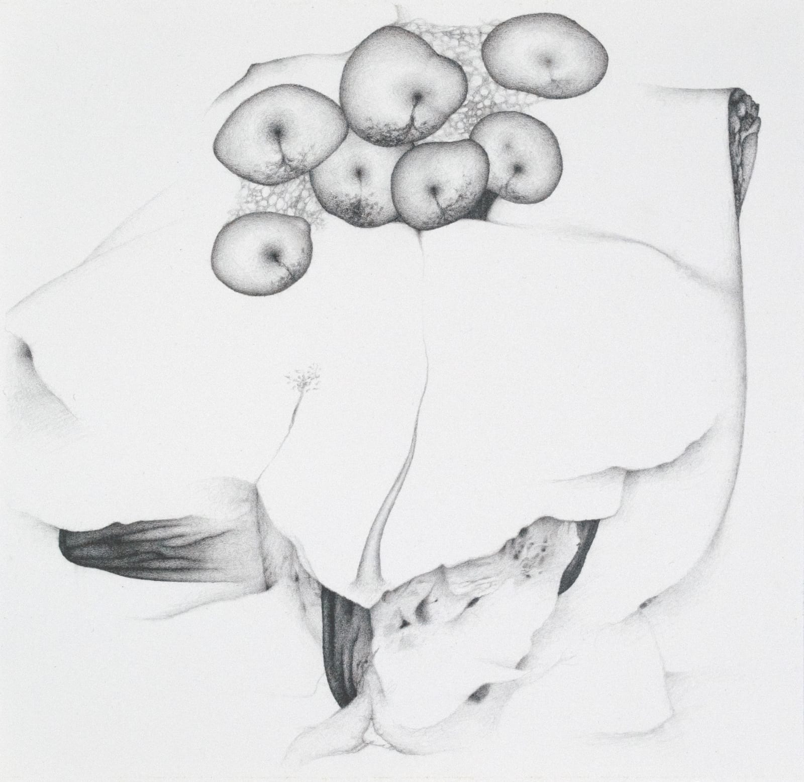 Johnathan Daily, 2017, 2025