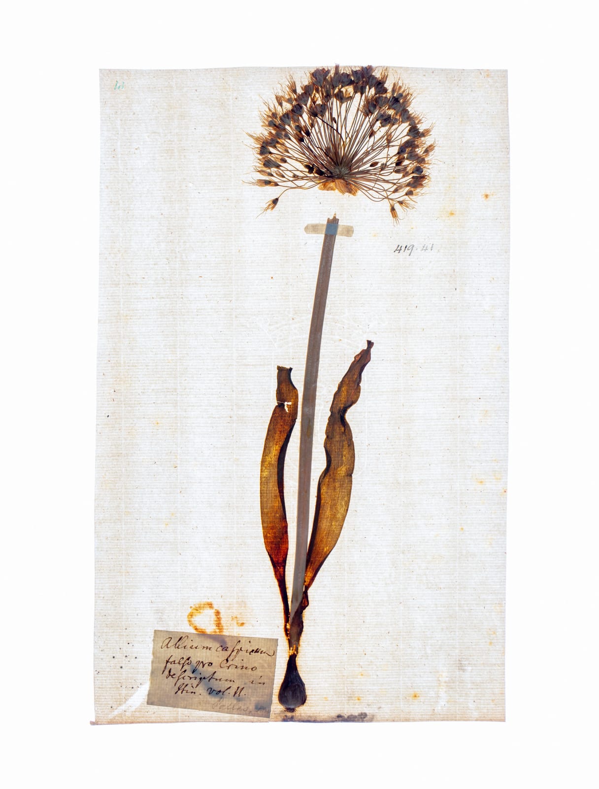 LENA GRANEFELT, Allium, 2023