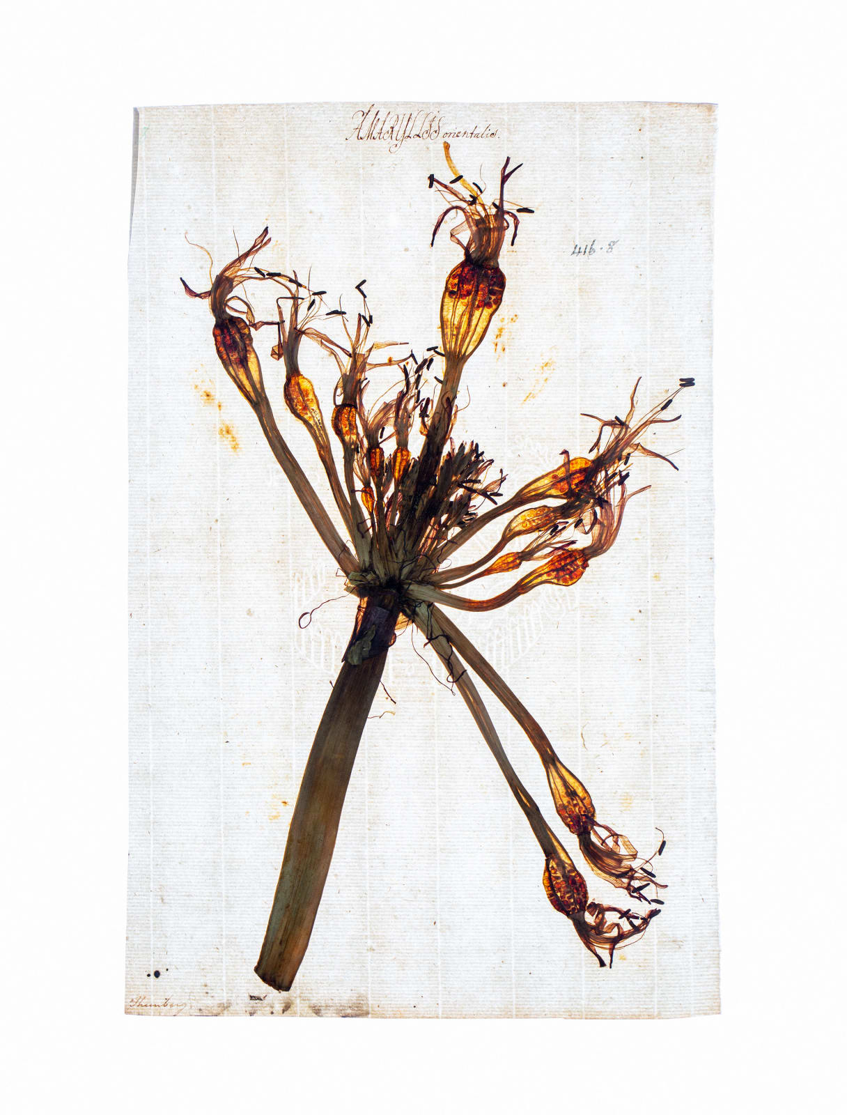 LENA GRANEFELT, Amaryllis, 2023