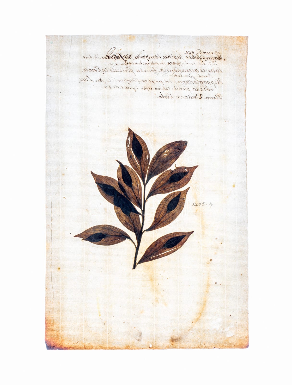 LENA GRANEFELT, Ruscus, 2023
