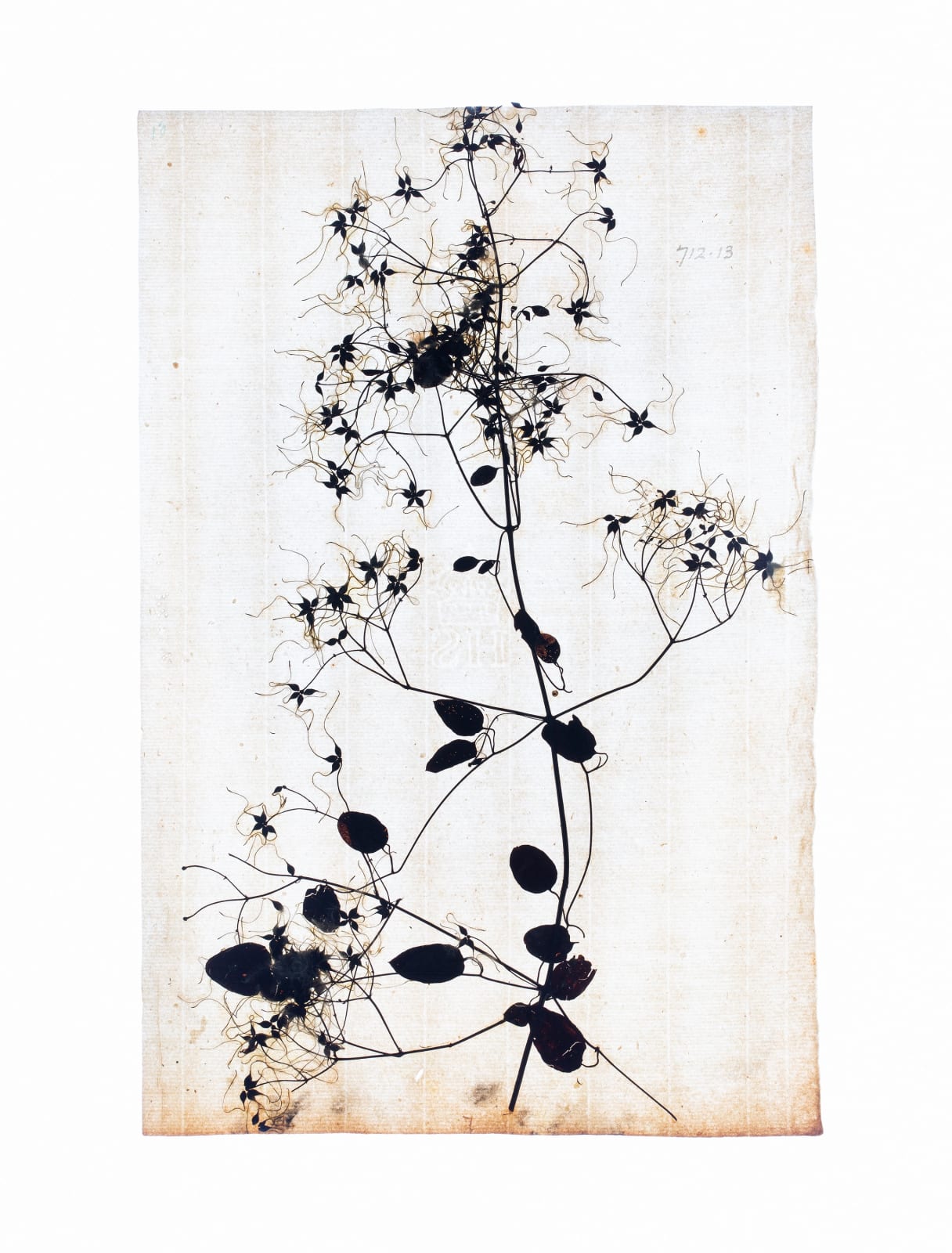 LENA GRANEFELT, Clematis, 2023