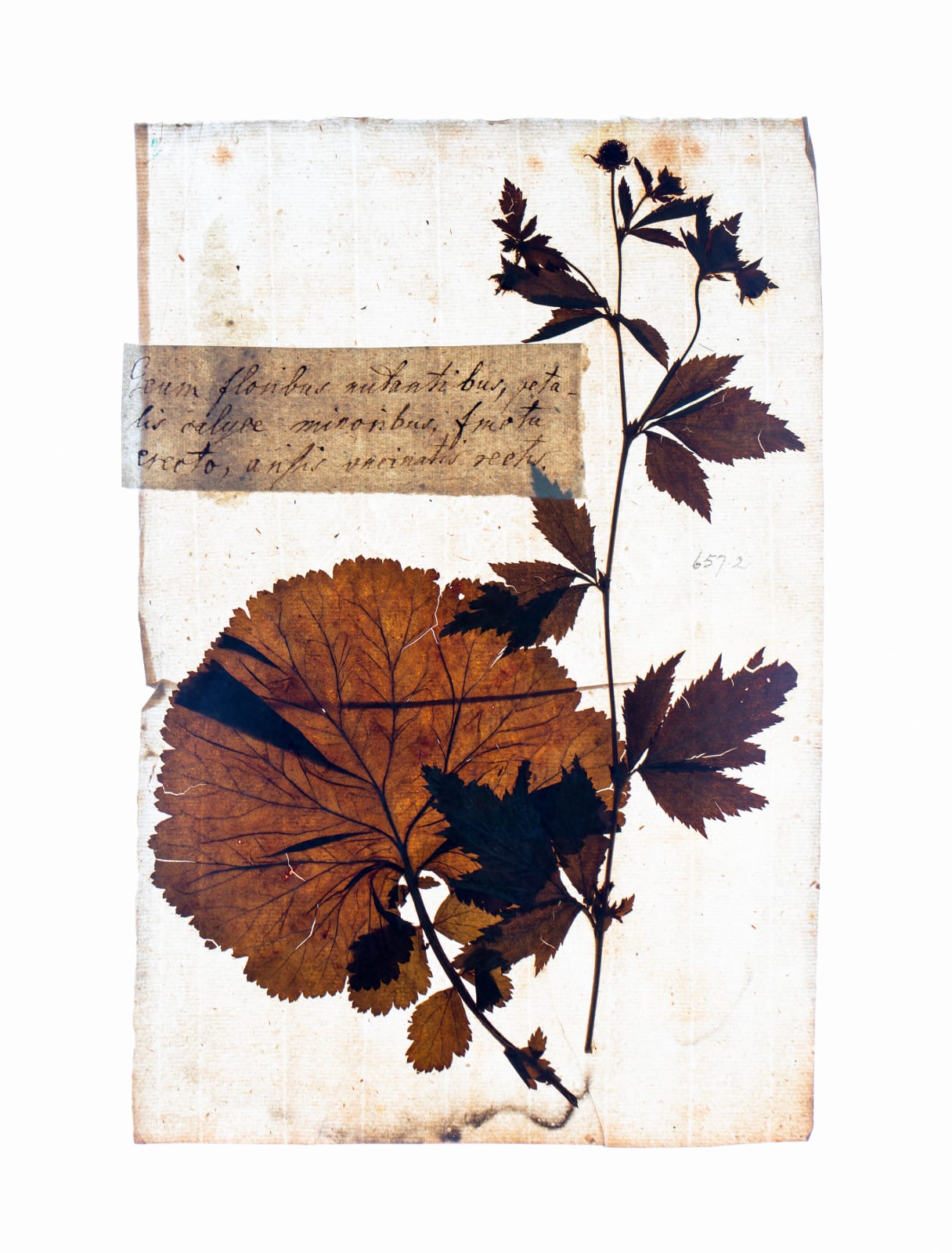 LENA GRANEFELT, Geum, 2023