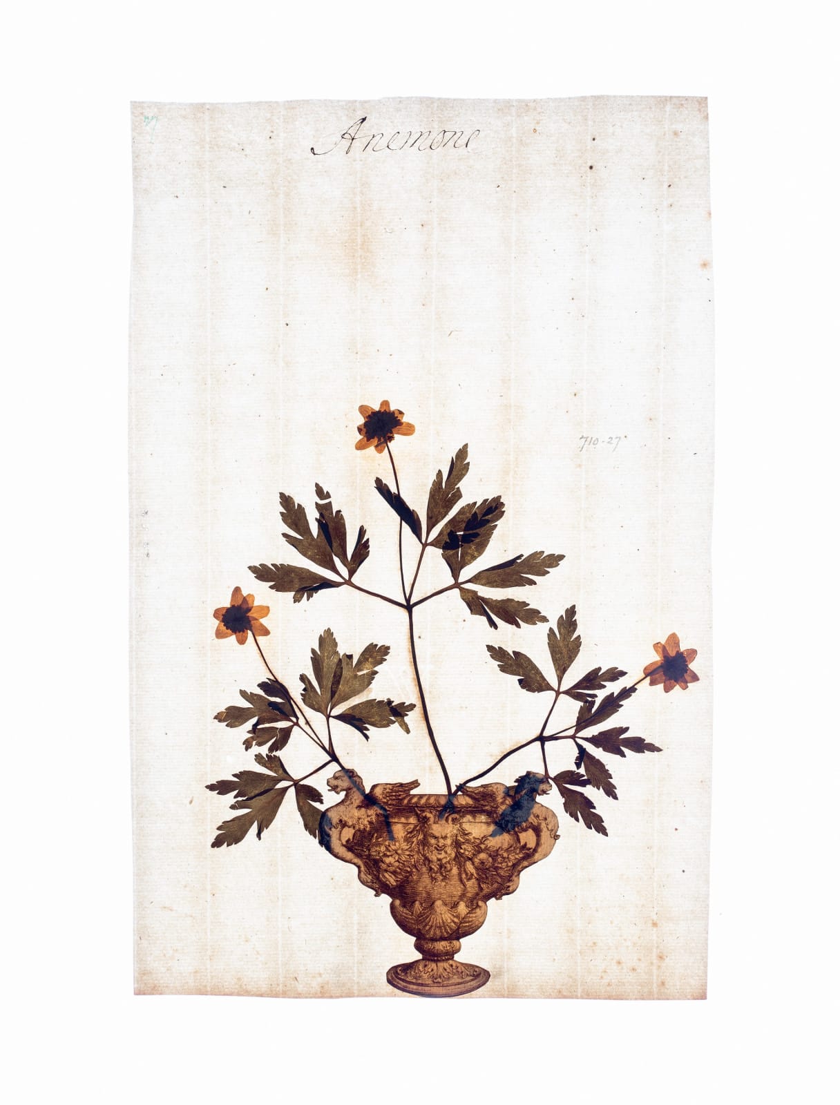 LENA GRANEFELT, Anemone , 2023
