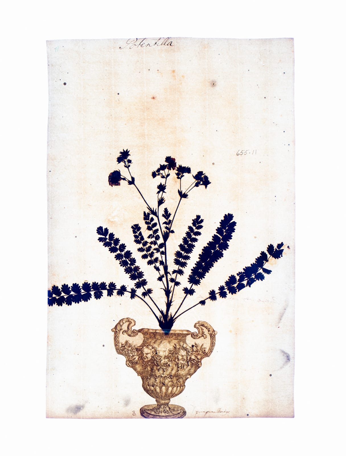LENA GRANEFELT, Potentilla, 2023