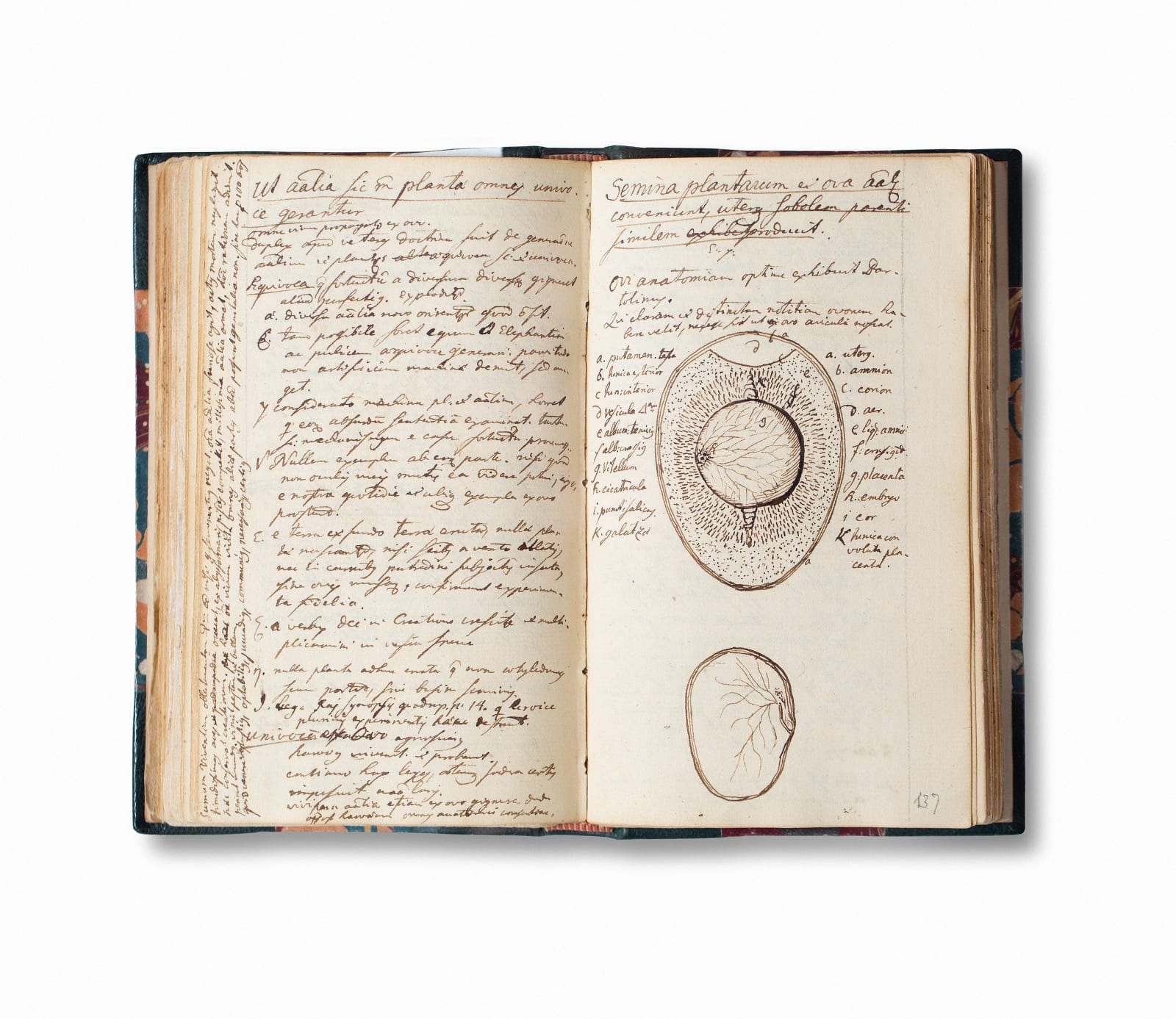 LENA GRANEFELT, Fundamenta Botanica, 2023