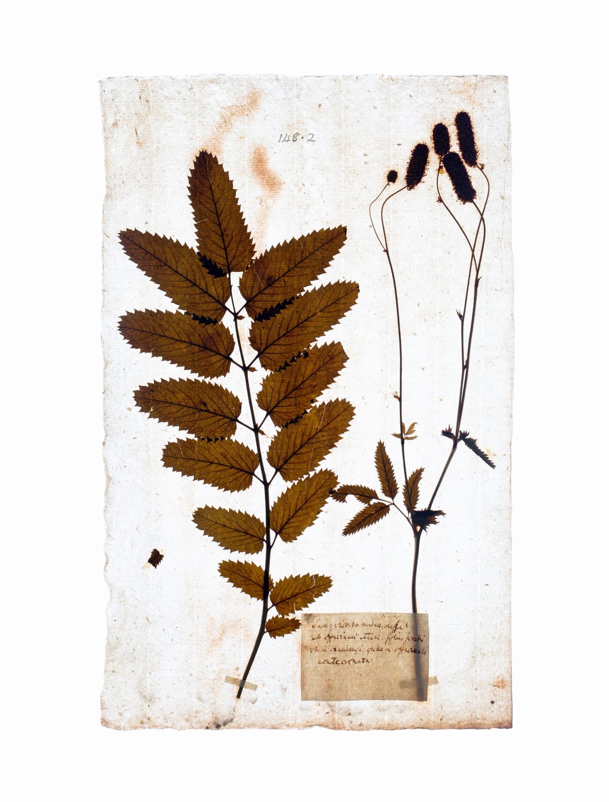 LENA GRANEFELT, Sanguisorba, 2023