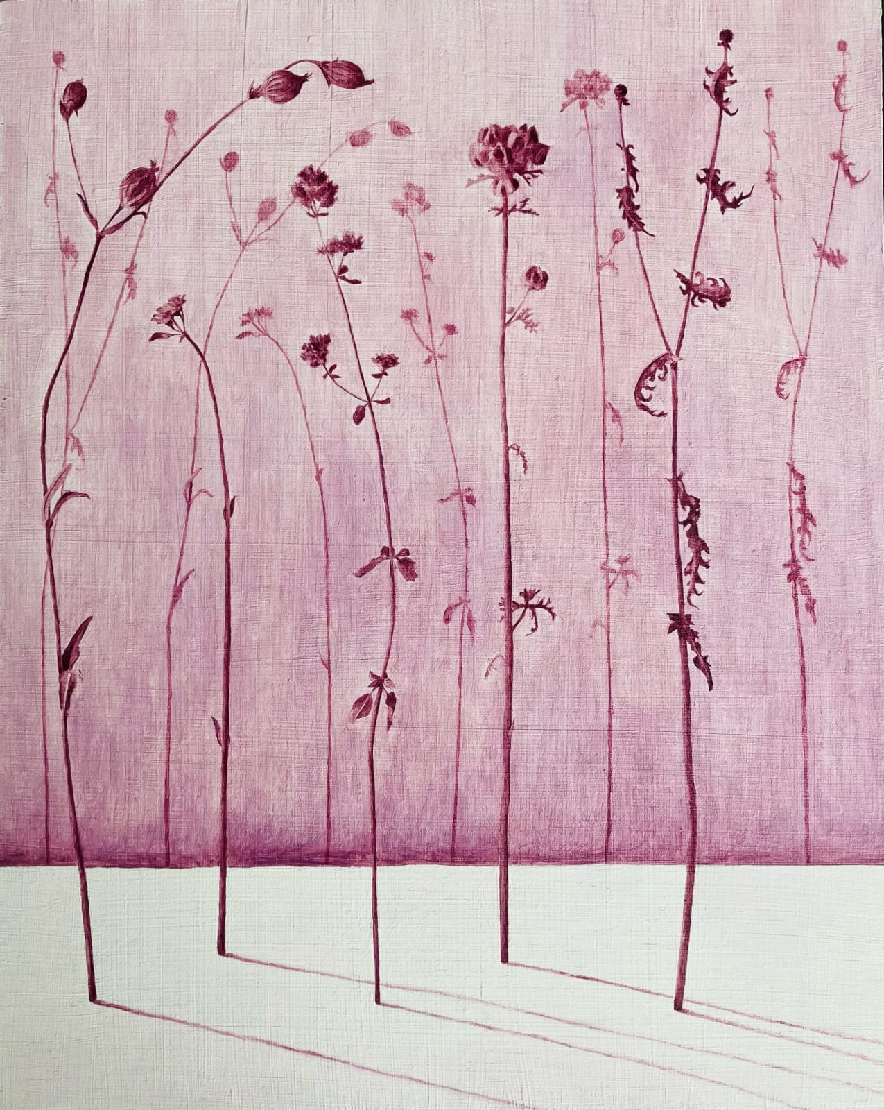 MARIA HALL, Beröringens rodnad – Flora IV, 2024