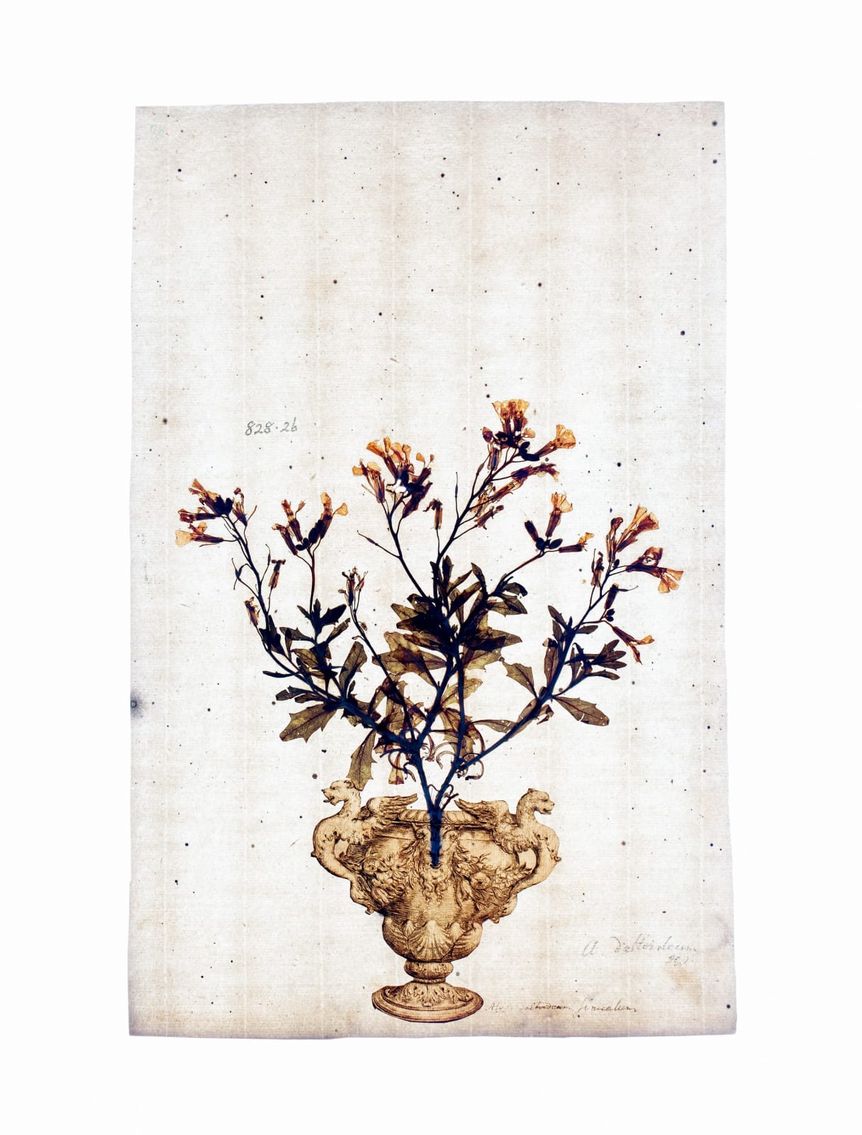 LENA GRANEFELT, Alyssum sinuatum, 2023