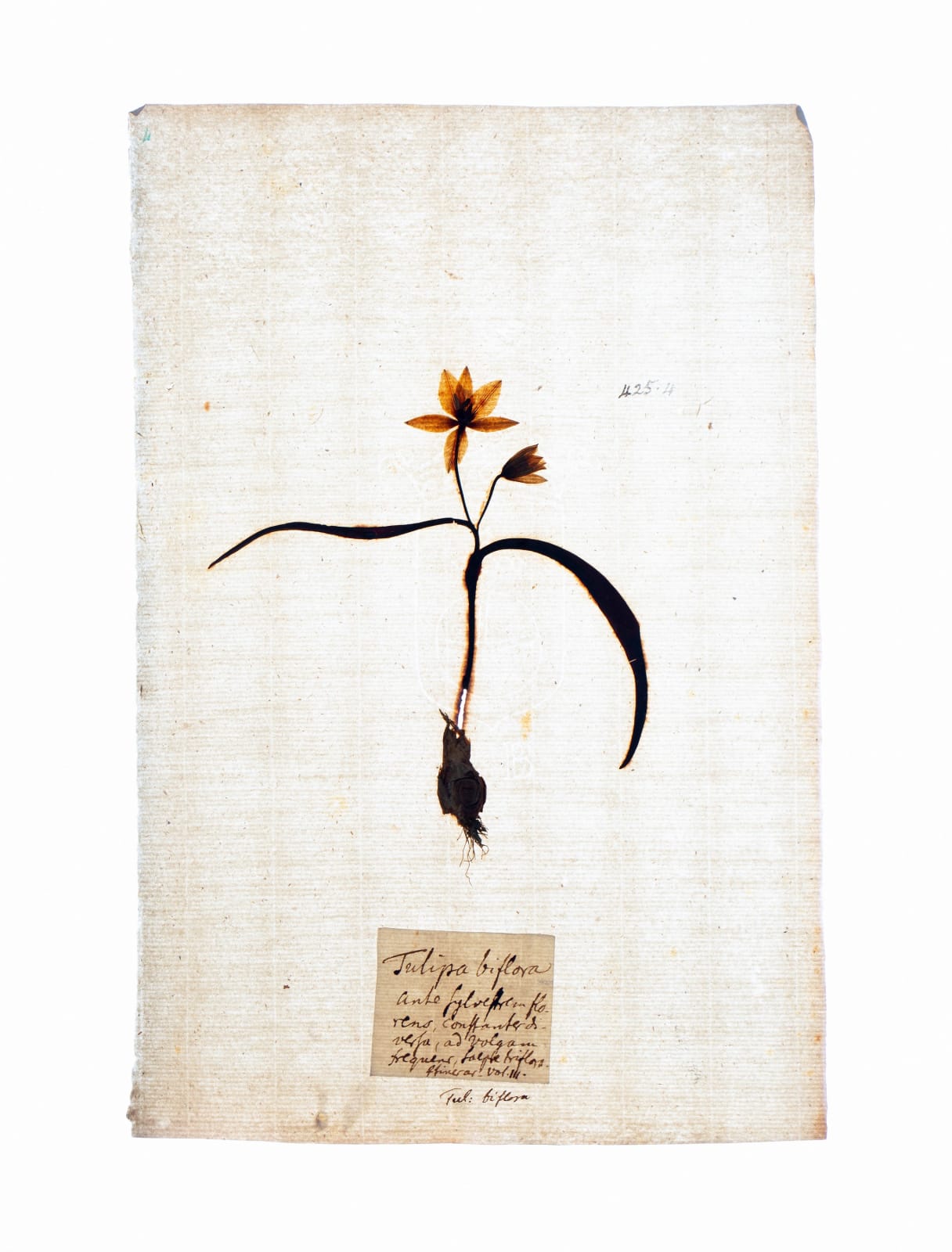 LENA GRANEFELT, Tulipa, 2023