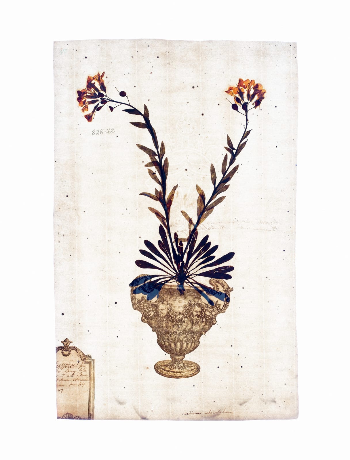 LENA GRANEFELT, Alyssum , 2023