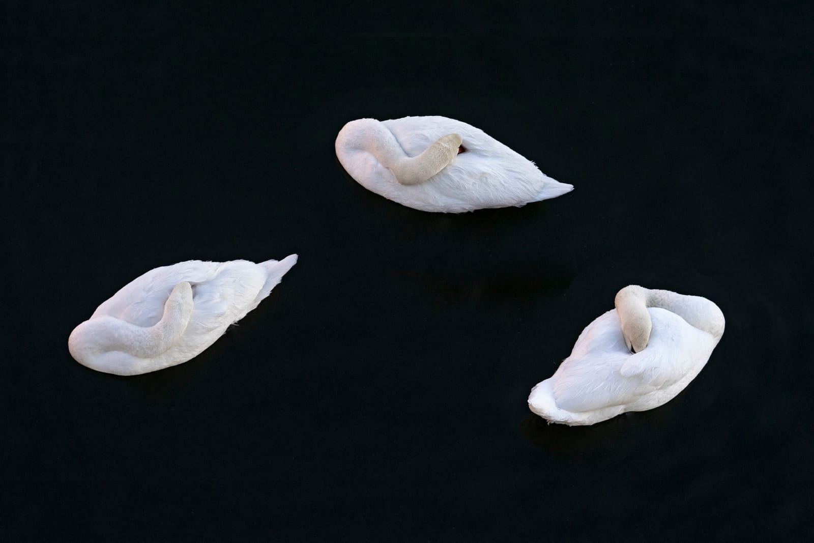 CHARLOTTE FRÖLING, The Swan No. 4, 2022
