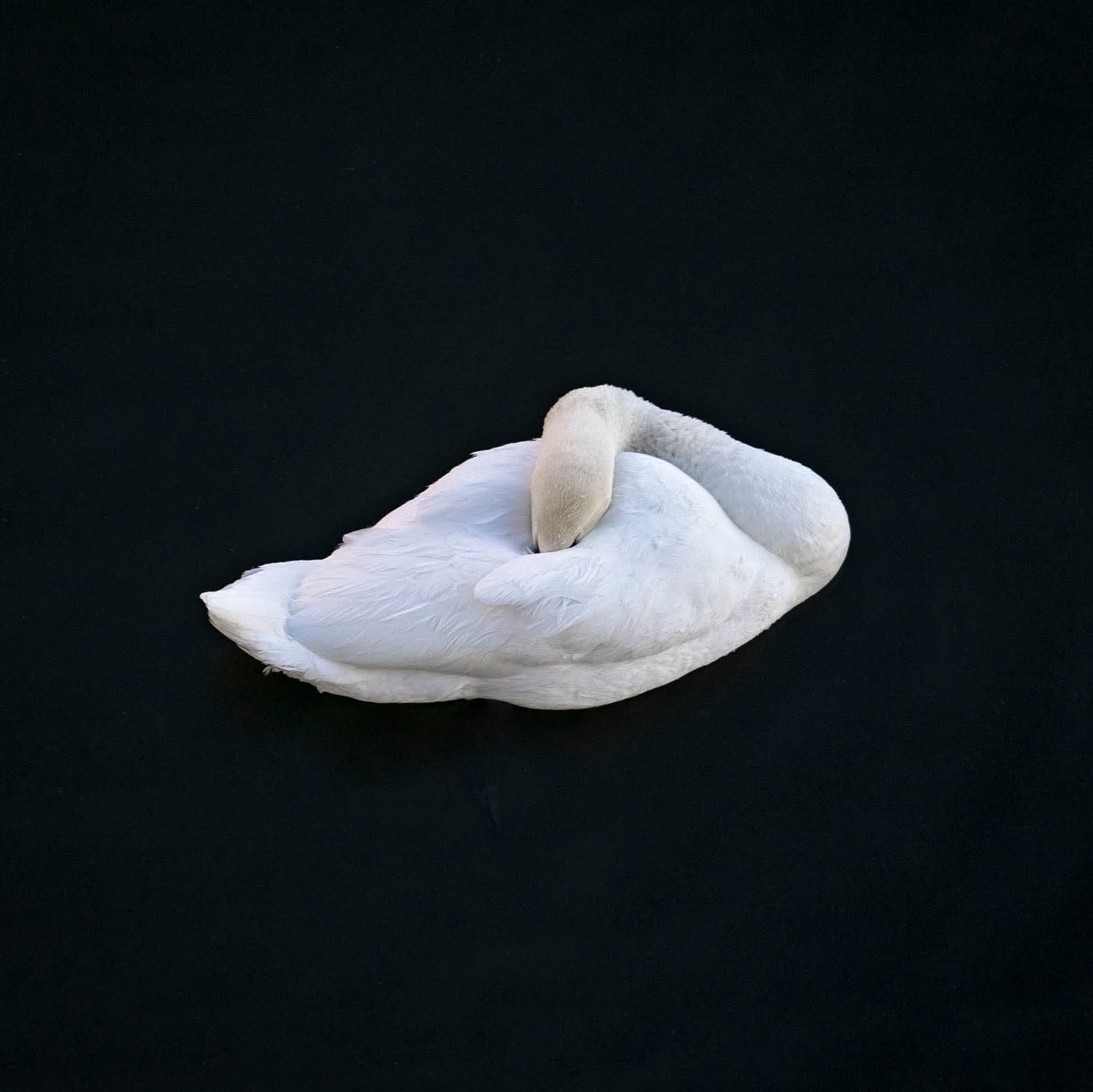 CHARLOTTE FRÖLING, The Swan No. 7, 2022