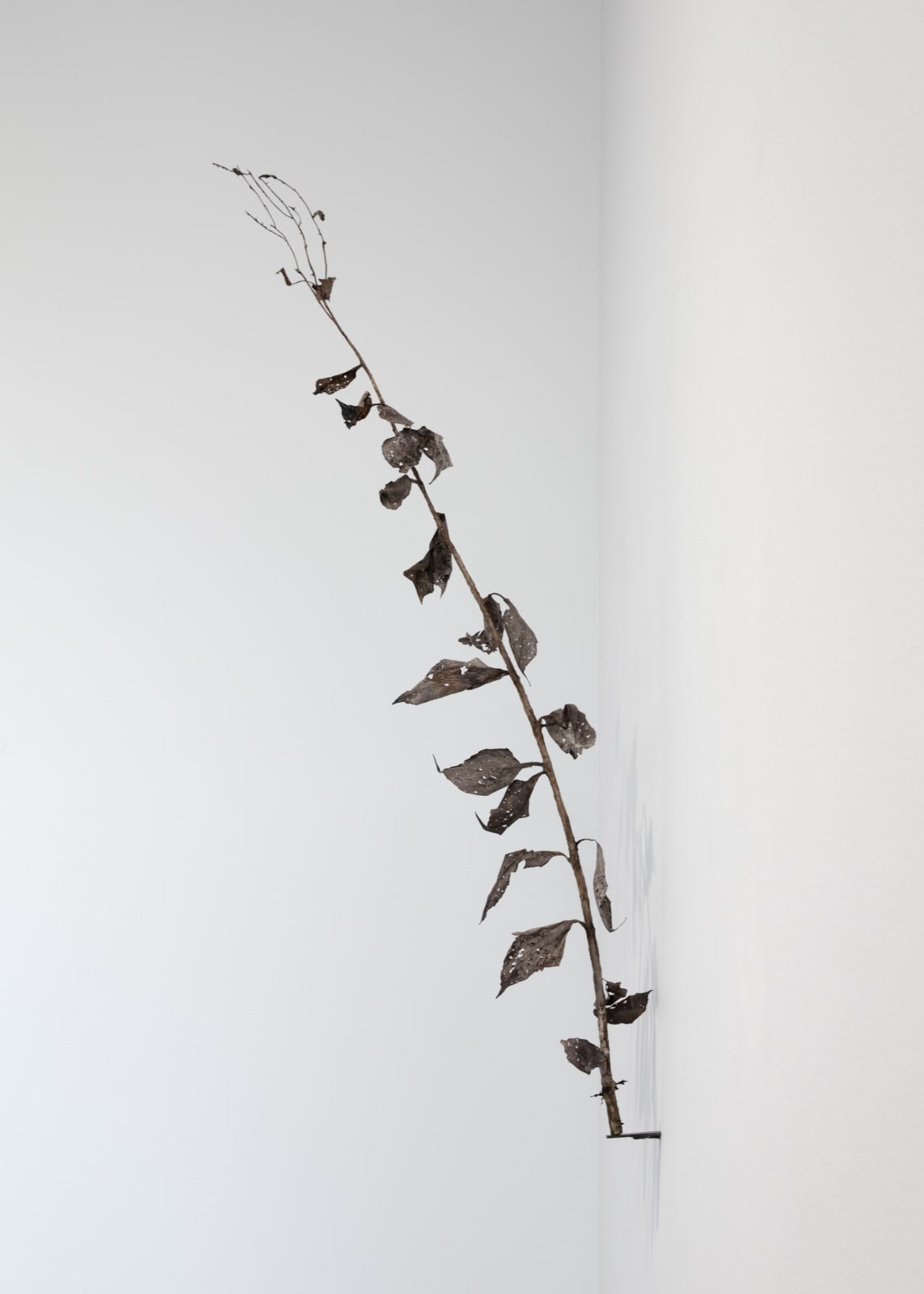 Johanna Karlsson, Växt II / Plant II, 2025