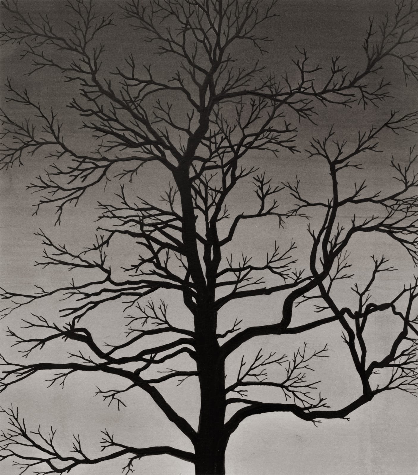 Carl Hammoud, Tree at Night, 2025