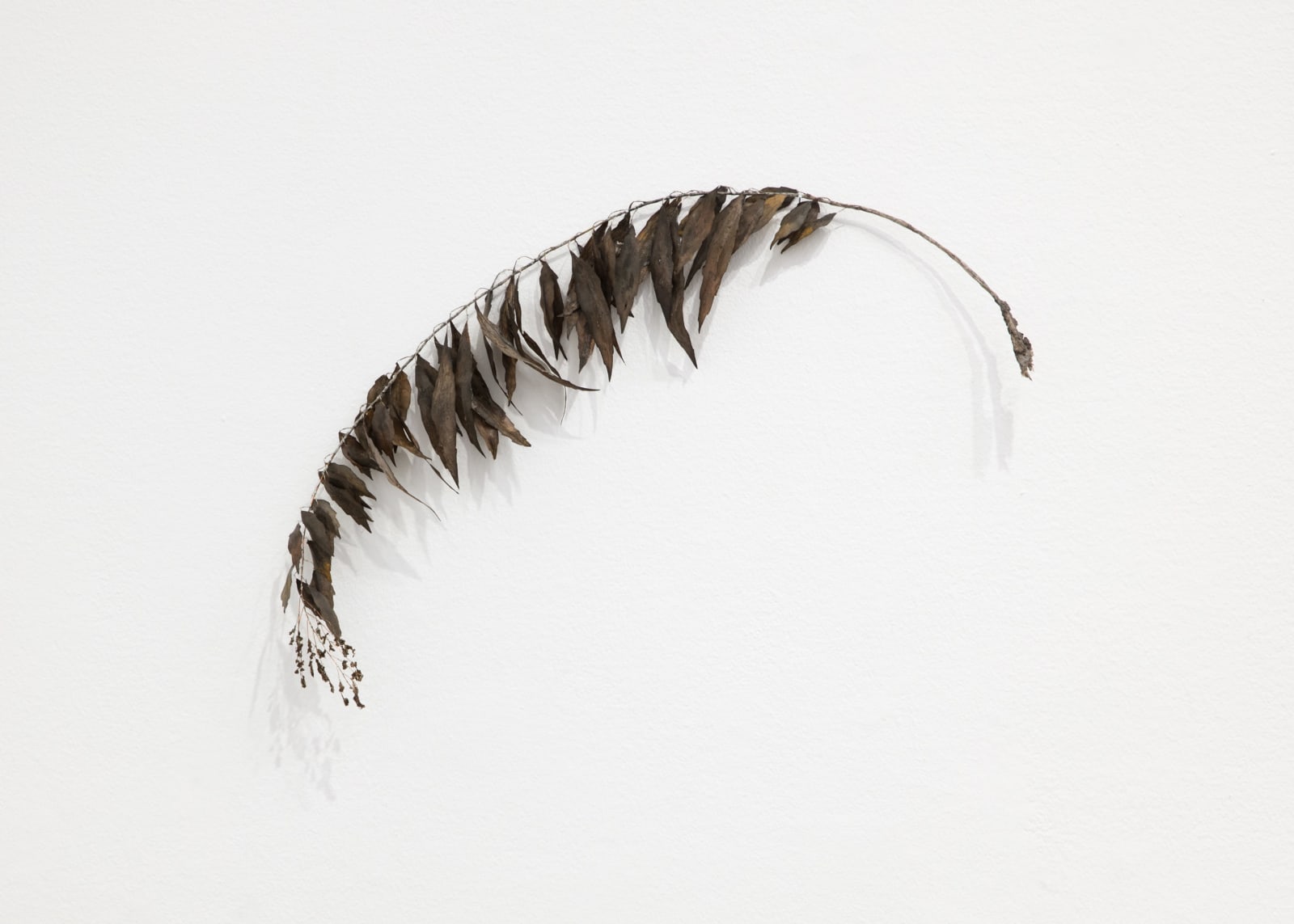 Johanna Karlsson, Växt IV / Plant IV, 2025