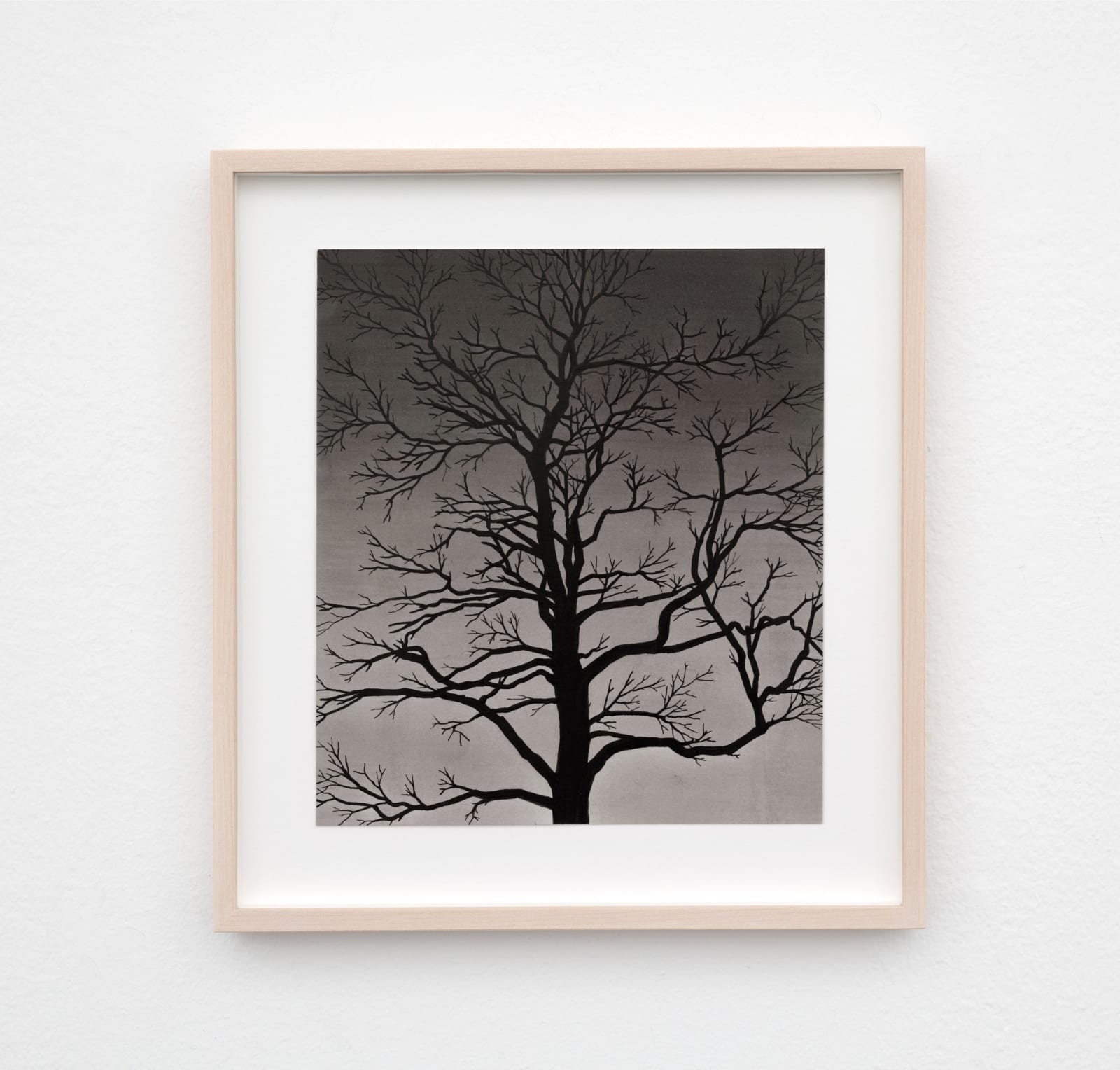 Carl Hammoud, Tree at Night, 2025