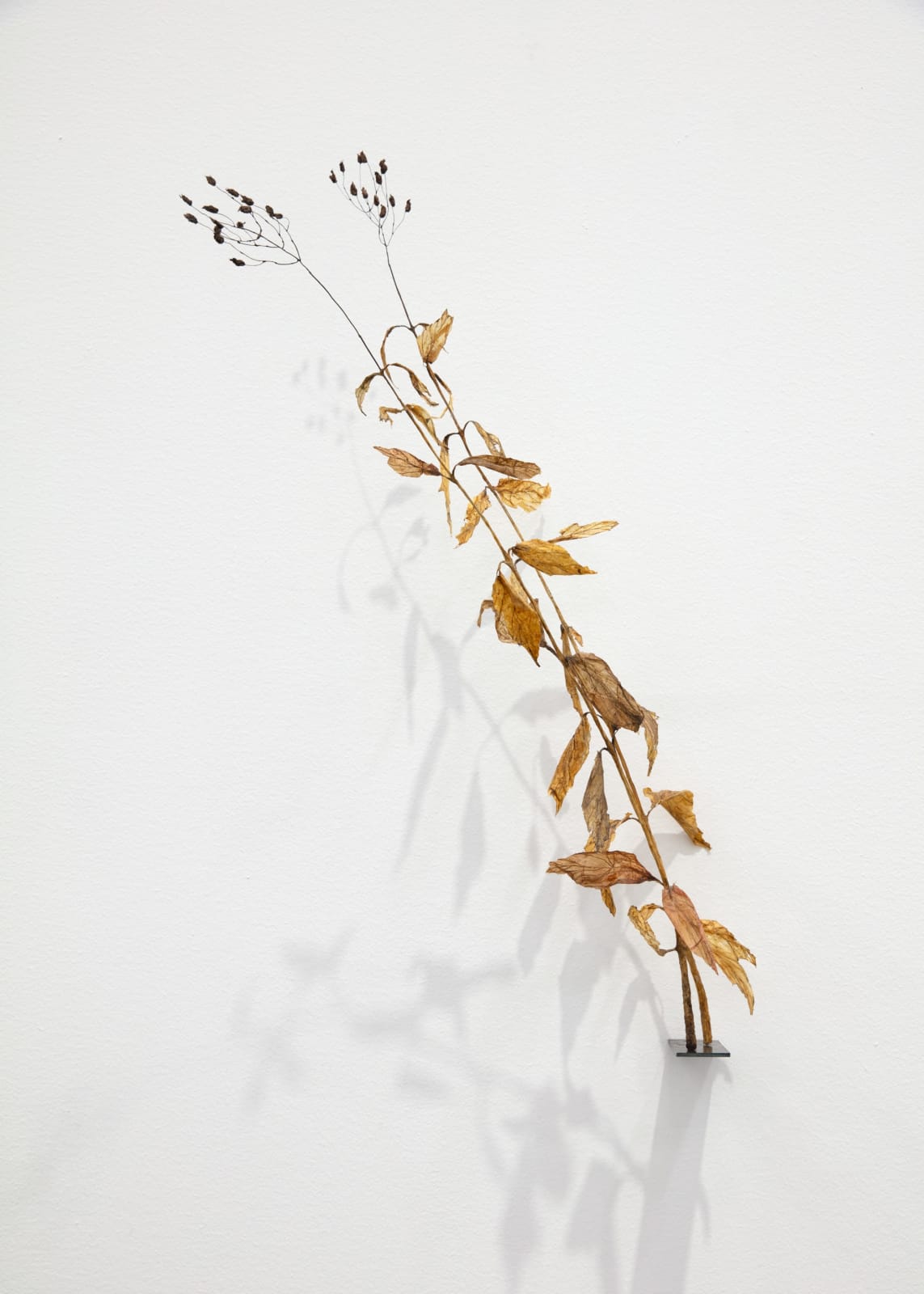 Johanna Karlsson, Växt III / Plant III, 2025