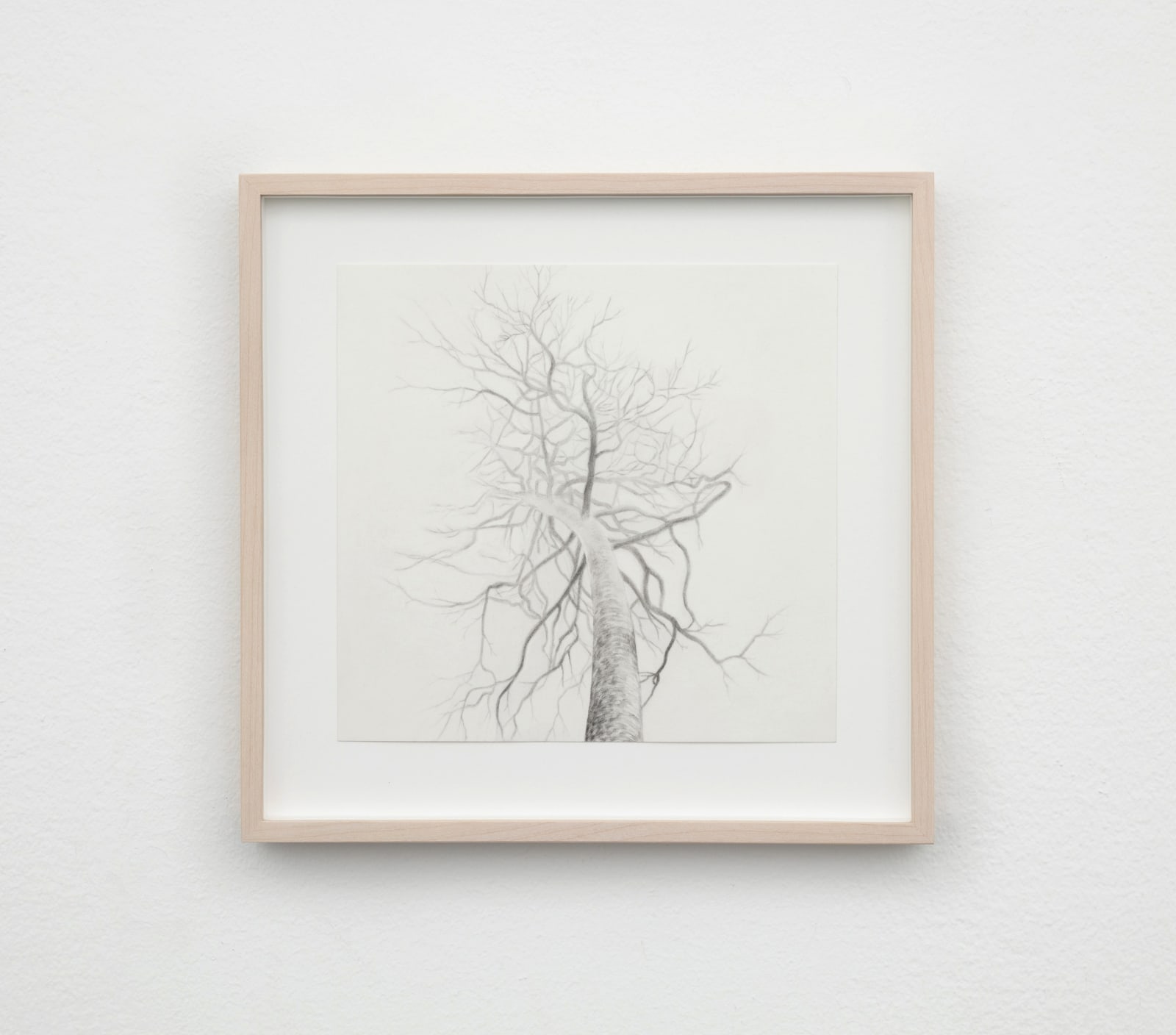 Carl Hammoud, The Frog’s Perspective, 2025