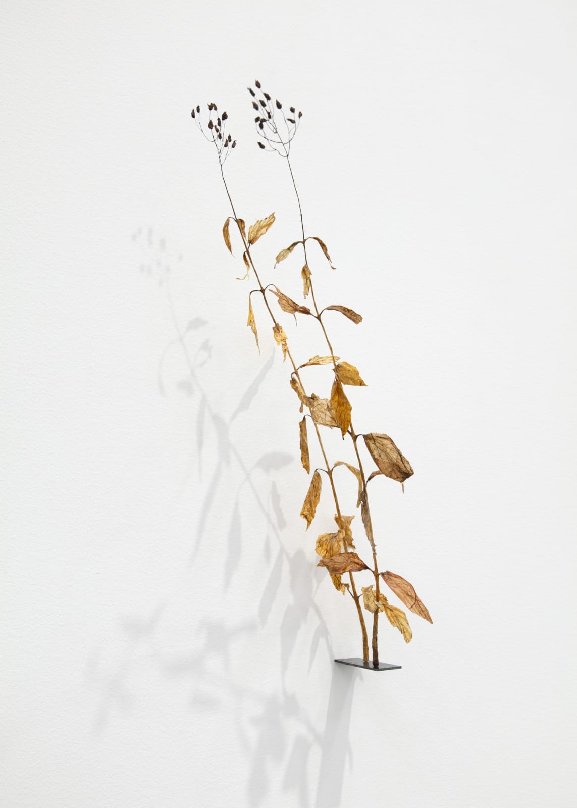 Johanna Karlsson, Växt III / Plant III, 2025